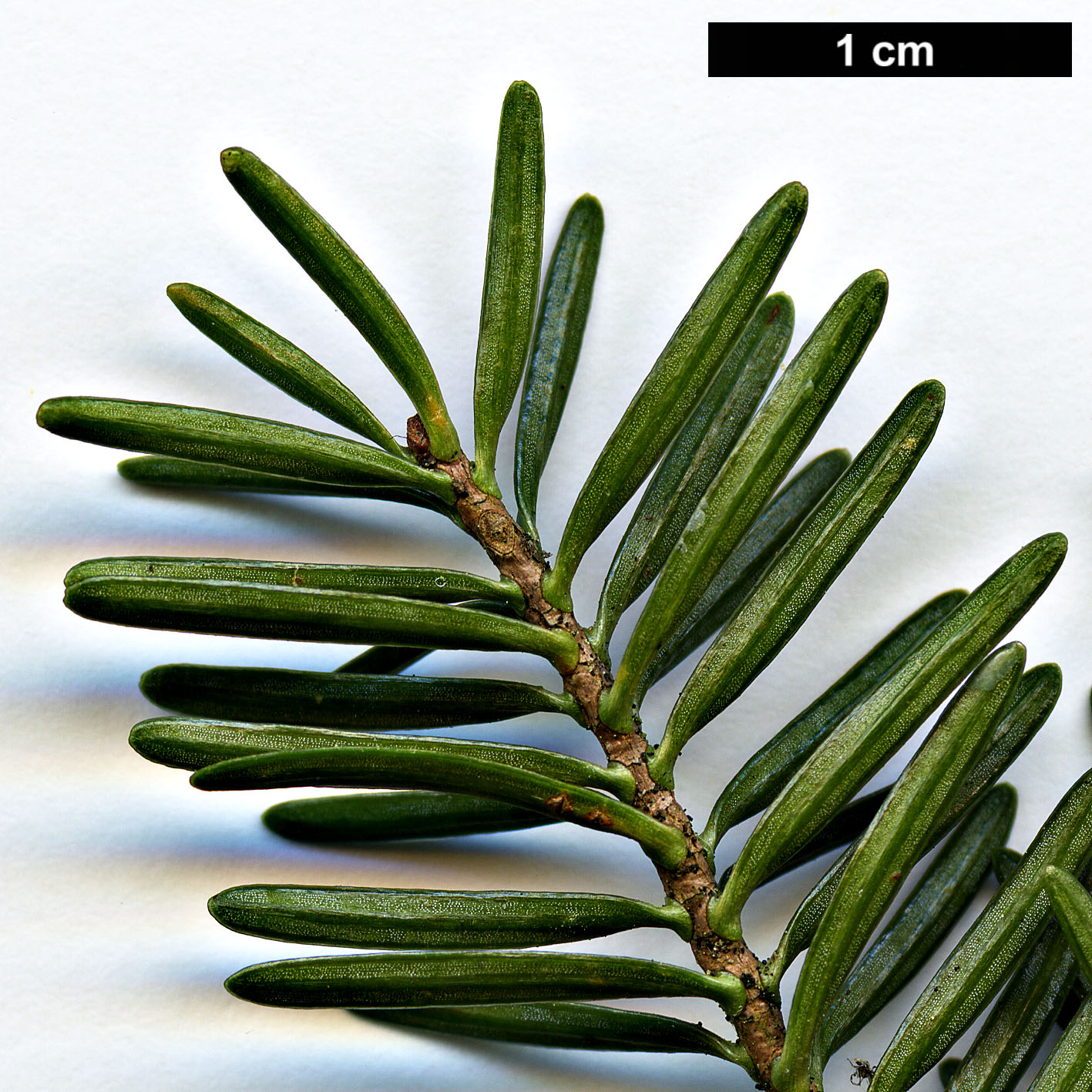 High resolution image: Family: Pinaceae - Genus: Abies - Taxon: numidica