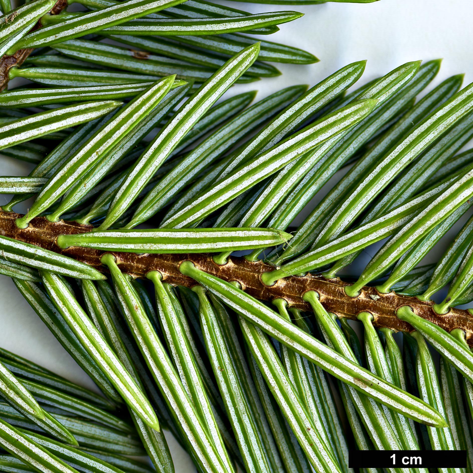 High resolution image: Family: Pinaceae - Genus: Abies - Taxon: numidica