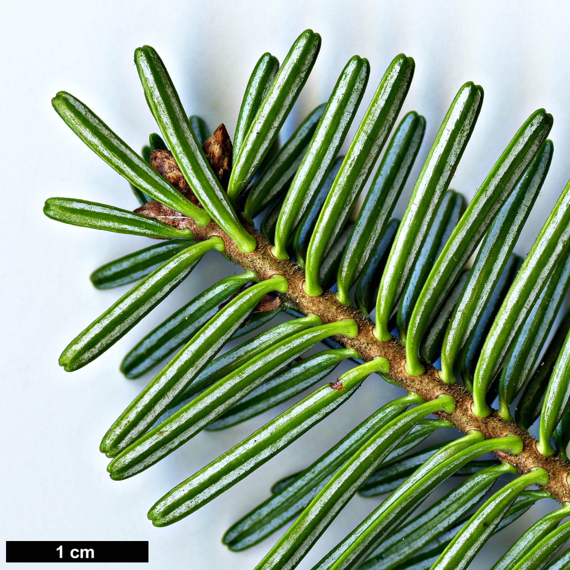 High resolution image: Family: Pinaceae - Genus: Abies - Taxon: pardei