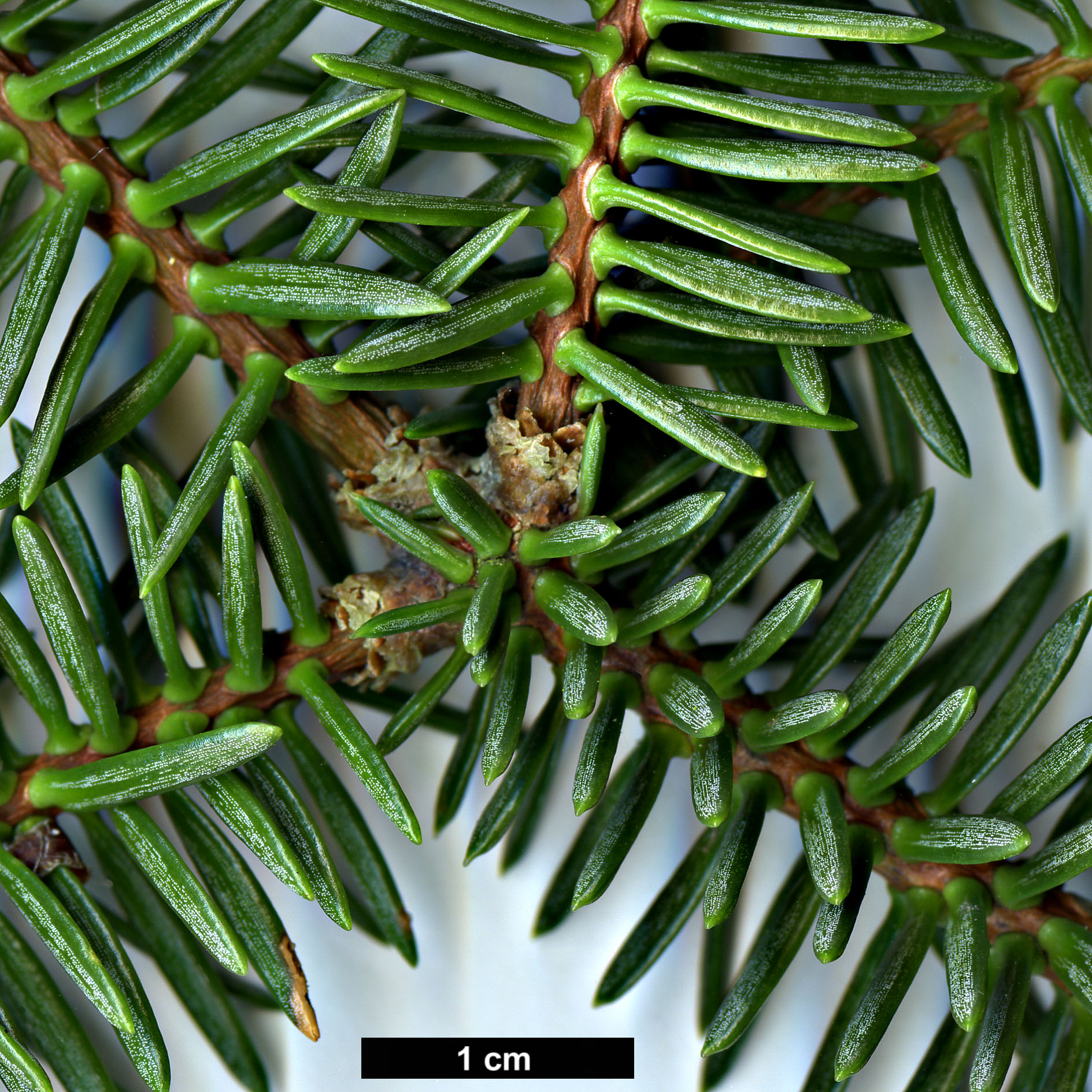 High resolution image: Family: Pinaceae - Genus: Abies - Taxon: pinsapo