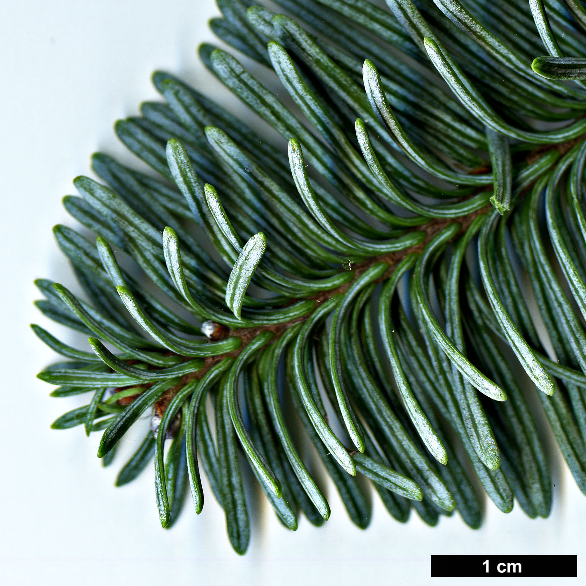 High resolution image: Family: Pinaceae - Genus: Abies - Taxon: procera - SpeciesSub: 'Glauca'