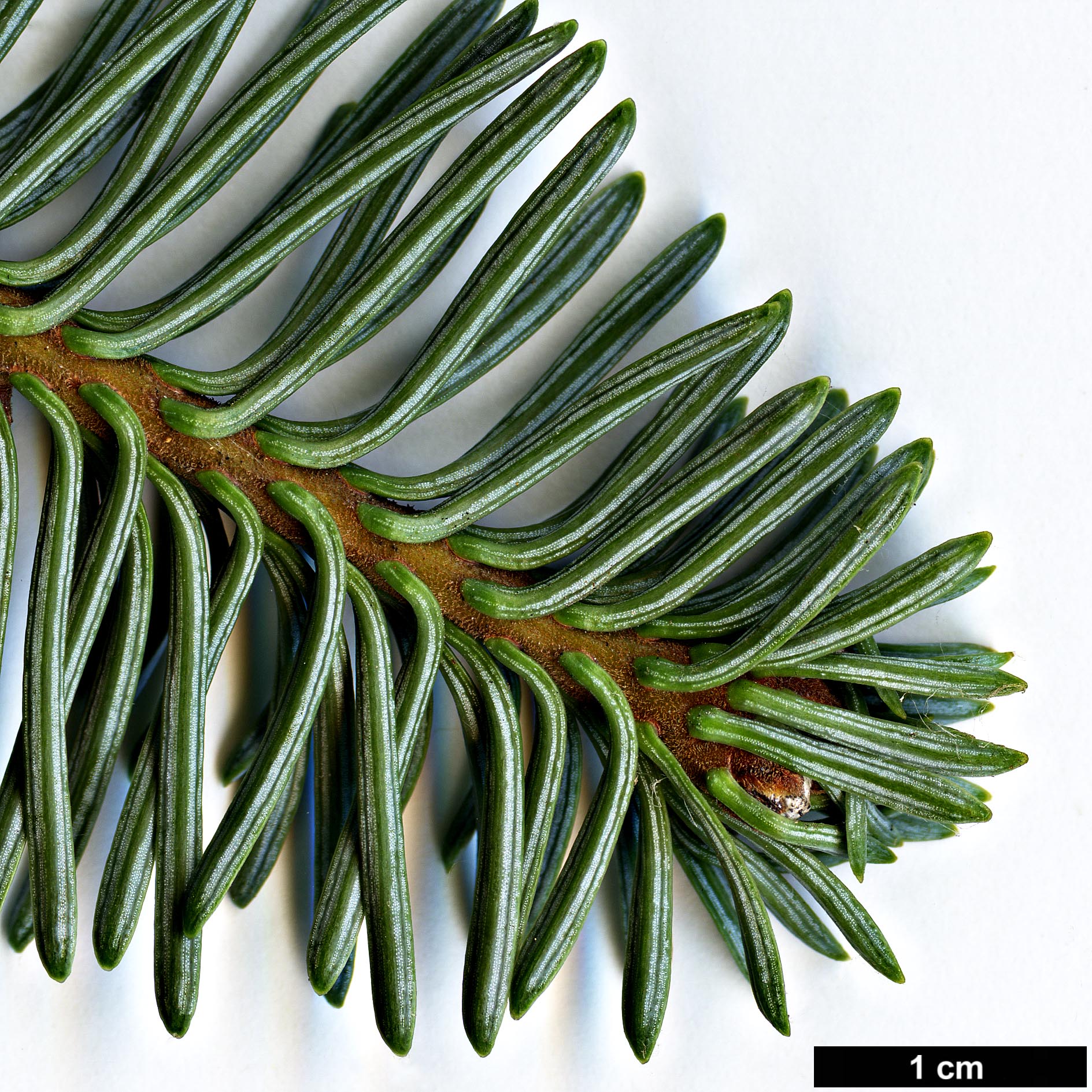 High resolution image: Family: Pinaceae - Genus: Abies - Taxon: procera - SpeciesSub: 'Glauca'