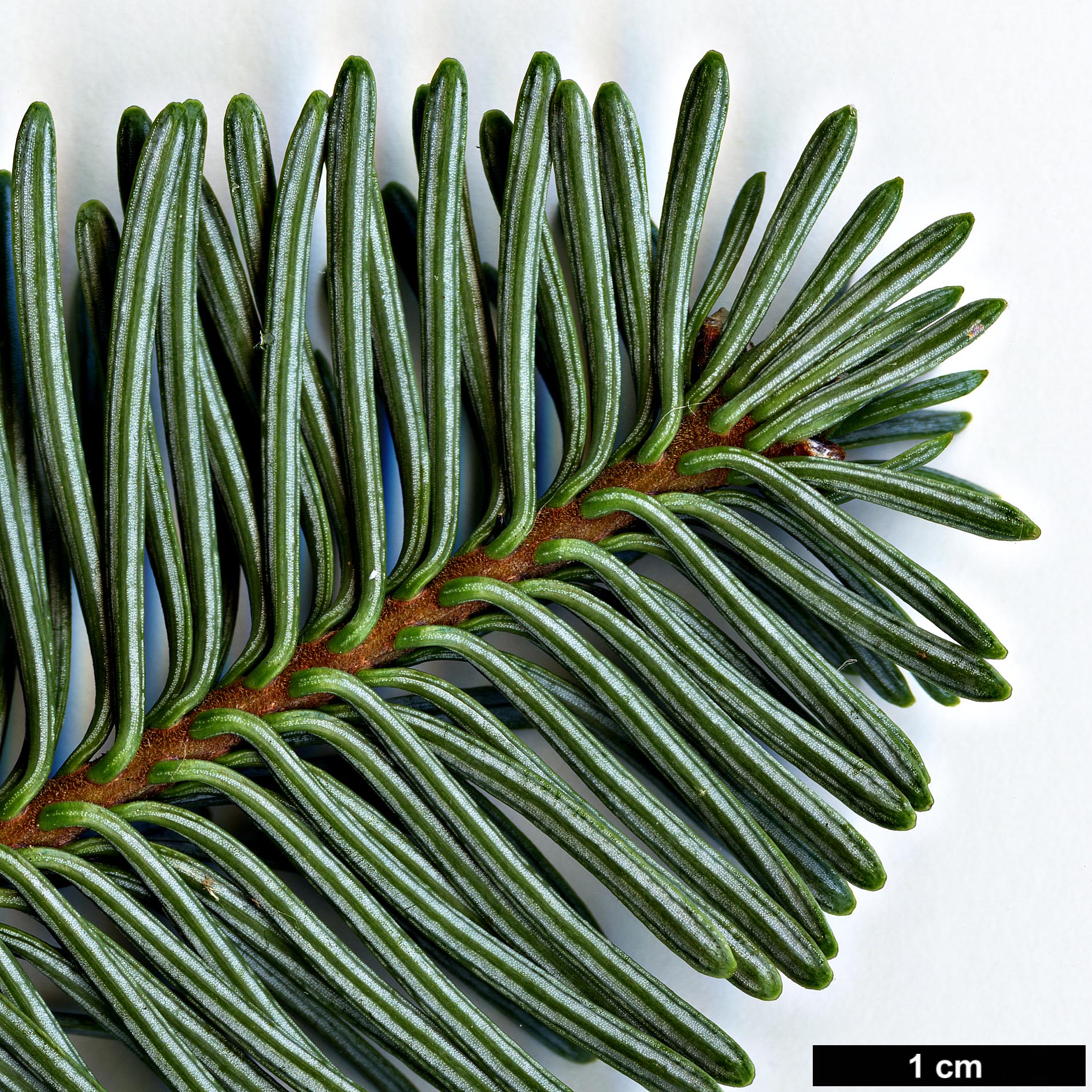 High resolution image: Family: Pinaceae - Genus: Abies - Taxon: procera - SpeciesSub: 'Glauca'