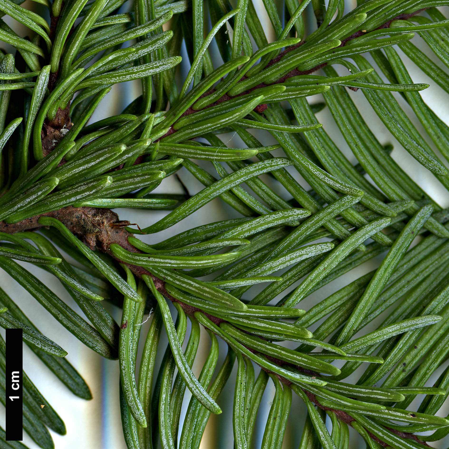 High resolution image: Family: Pinaceae - Genus: Abies - Taxon: procera