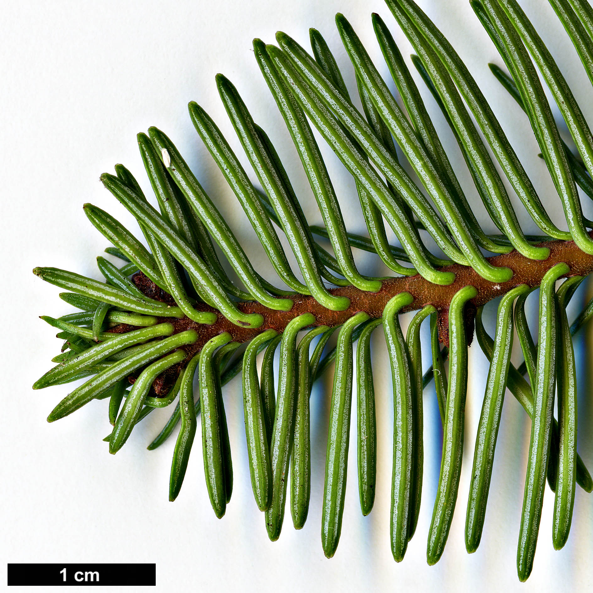 High resolution image: Family: Pinaceae - Genus: Abies - Taxon: procera