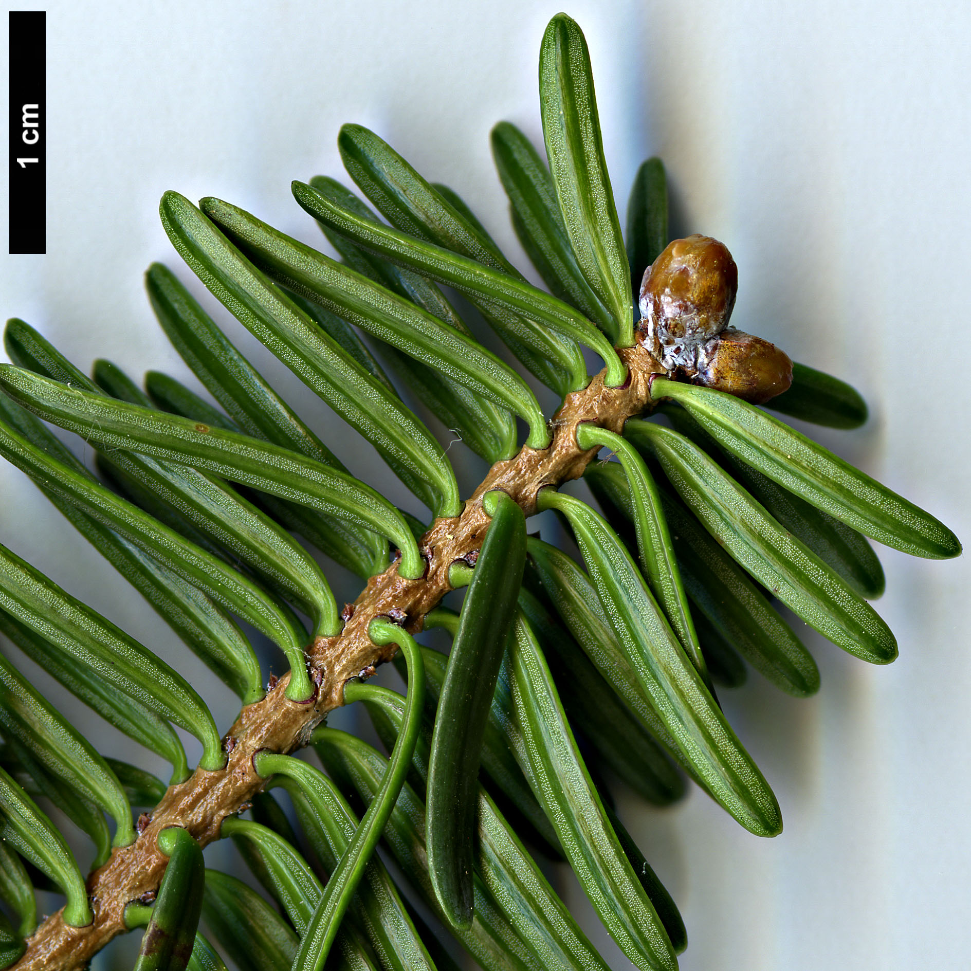 High resolution image: Family: Pinaceae - Genus: Abies - Taxon: recurvata