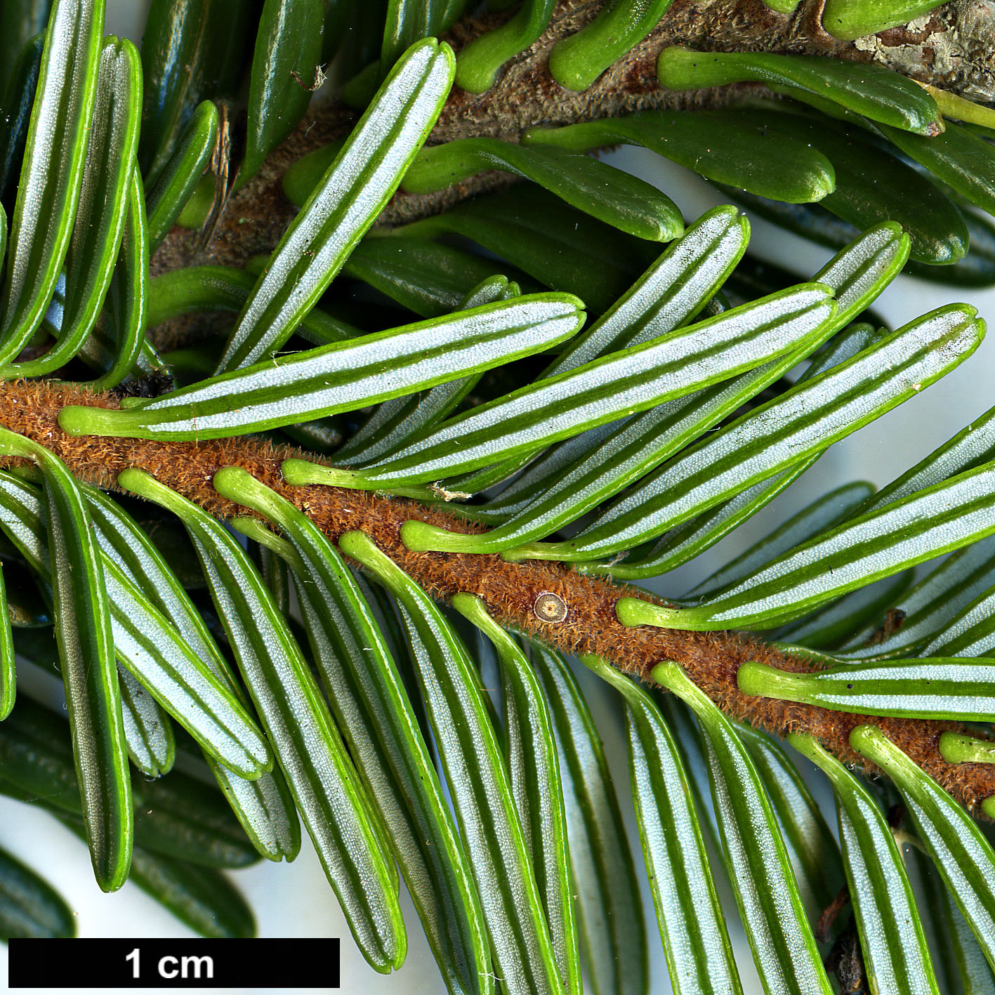 High resolution image: Family: Pinaceae - Genus: Abies - Taxon: rolii