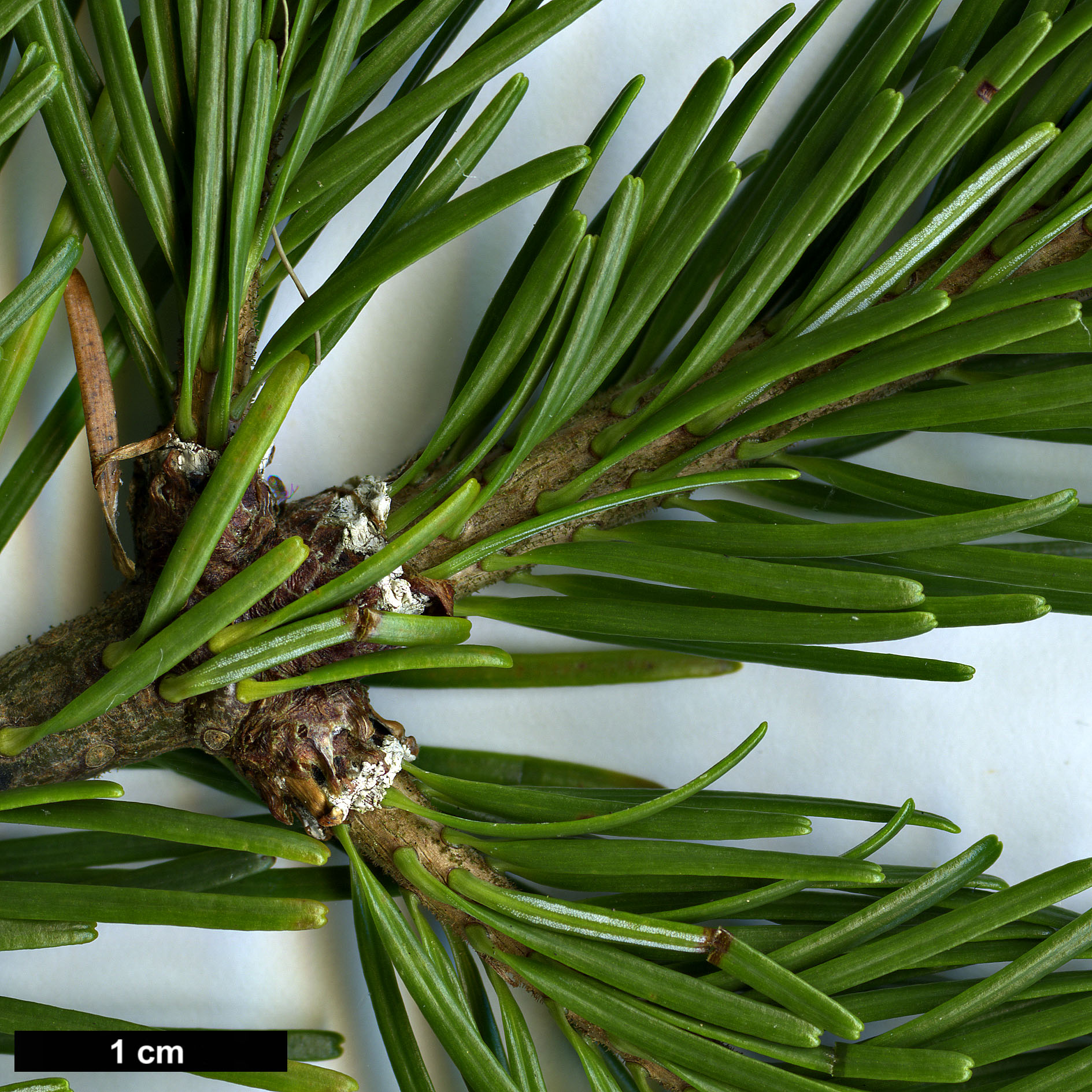 High resolution image: Family: Pinaceae - Genus: Abies - Taxon: sachalinensis