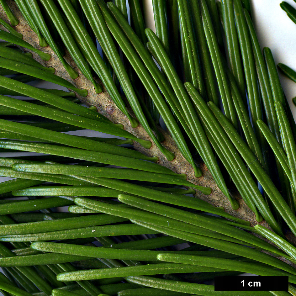 High resolution image: Family: Pinaceae - Genus: Abies - Taxon: sibirica