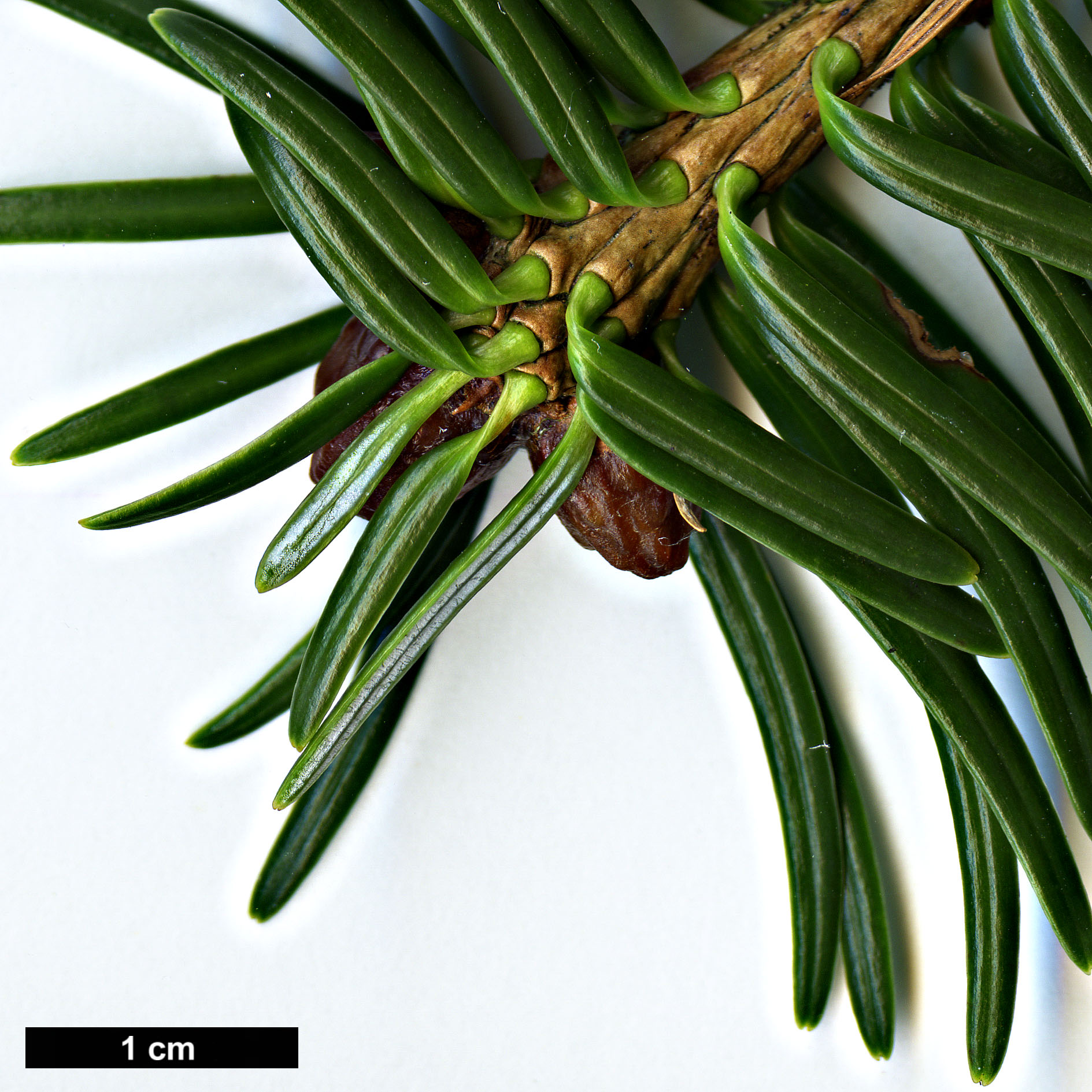 High resolution image: Family: Pinaceae - Genus: Abies - Taxon: spectabilis