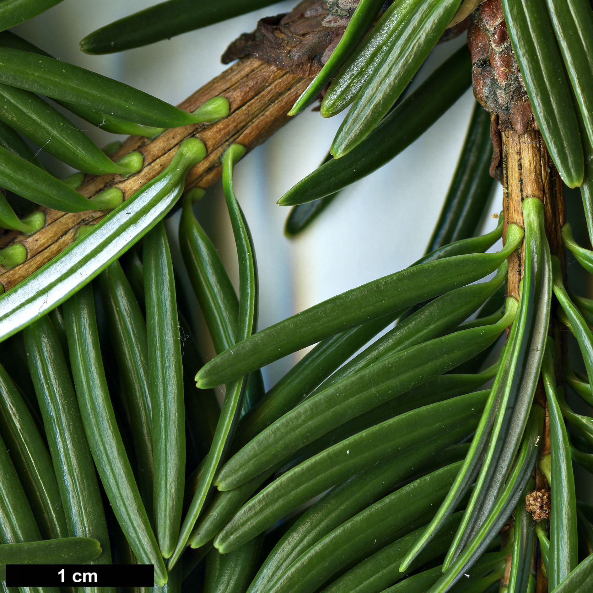 High resolution image: Family: Pinaceae - Genus: Abies - Taxon: spectabilis