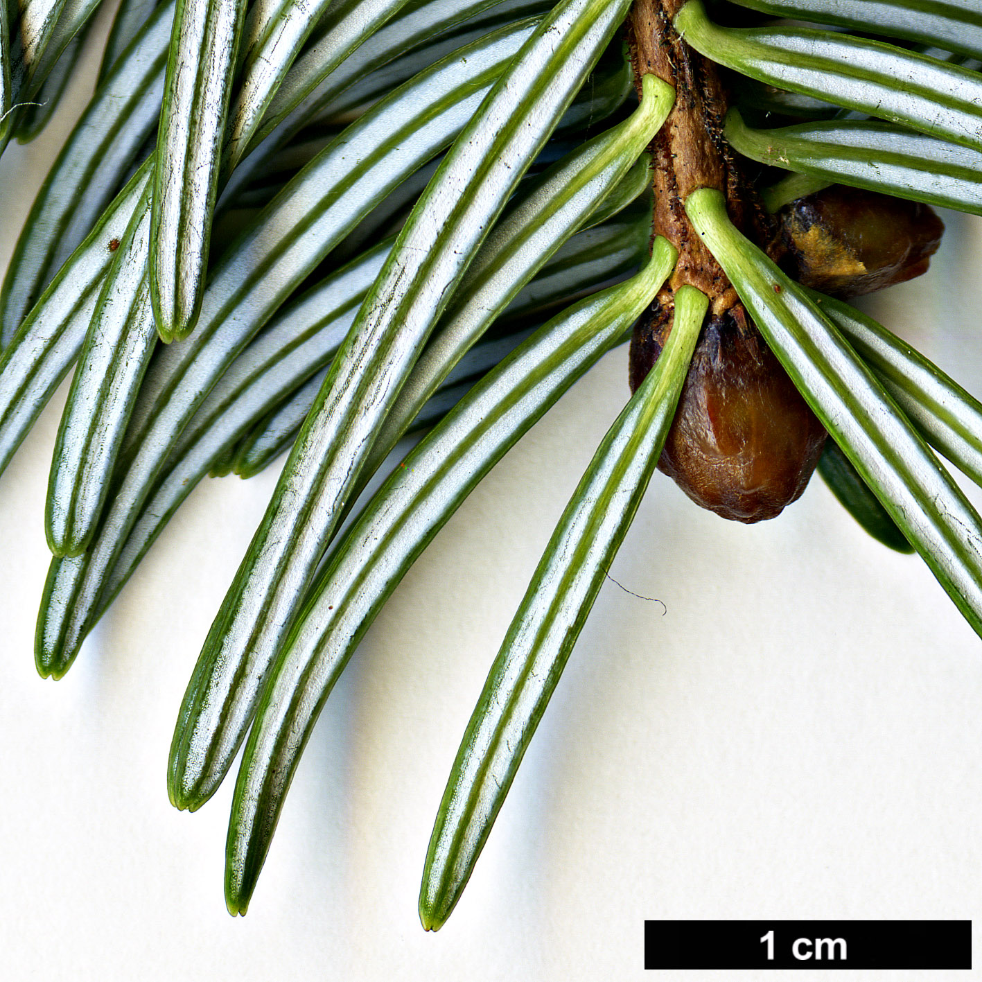 High resolution image: Family: Pinaceae - Genus: Abies - Taxon: spectabilis