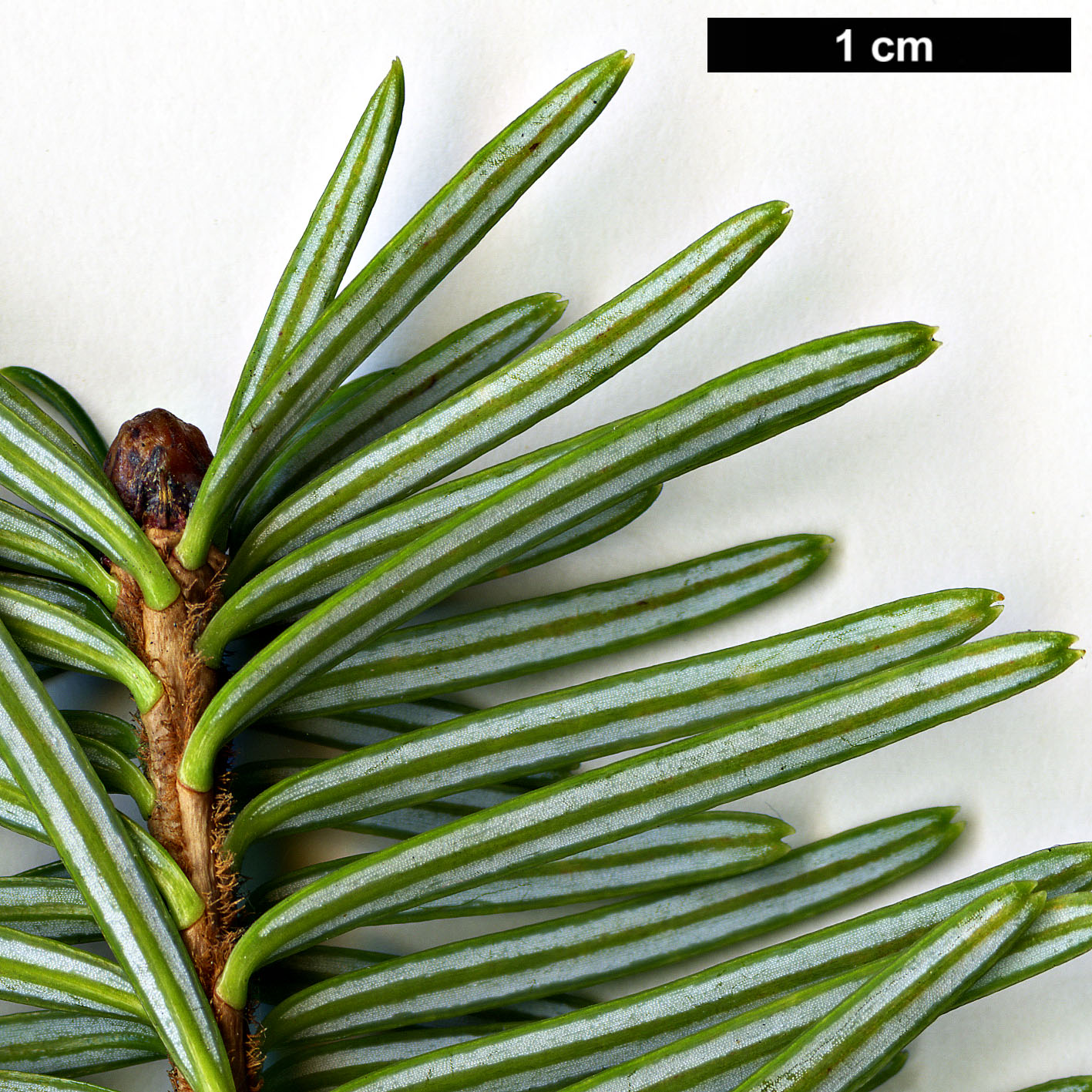 High resolution image: Family: Pinaceae - Genus: Abies - Taxon: spectabilis