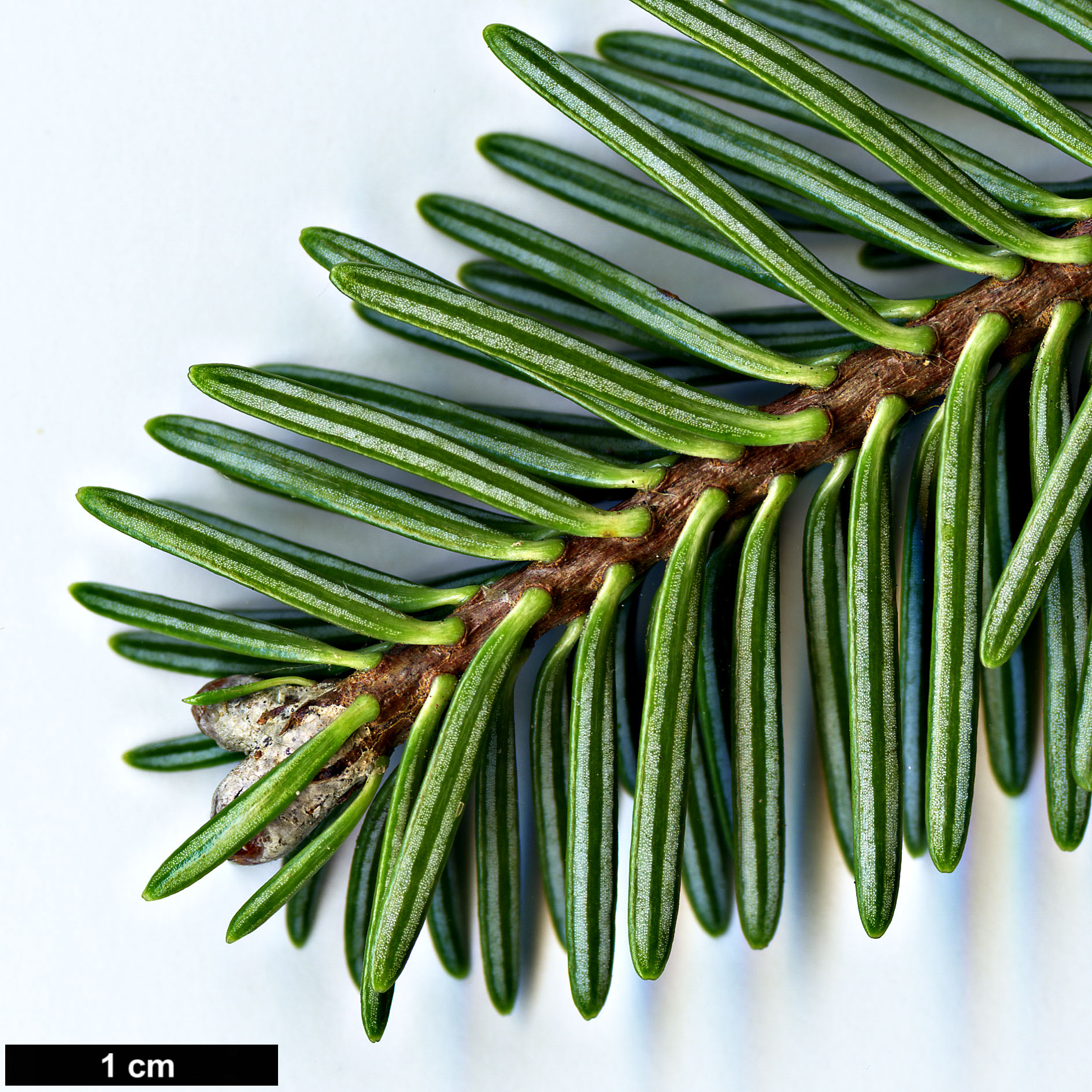 High resolution image: Family: Pinaceae - Genus: Abies - Taxon: squamata