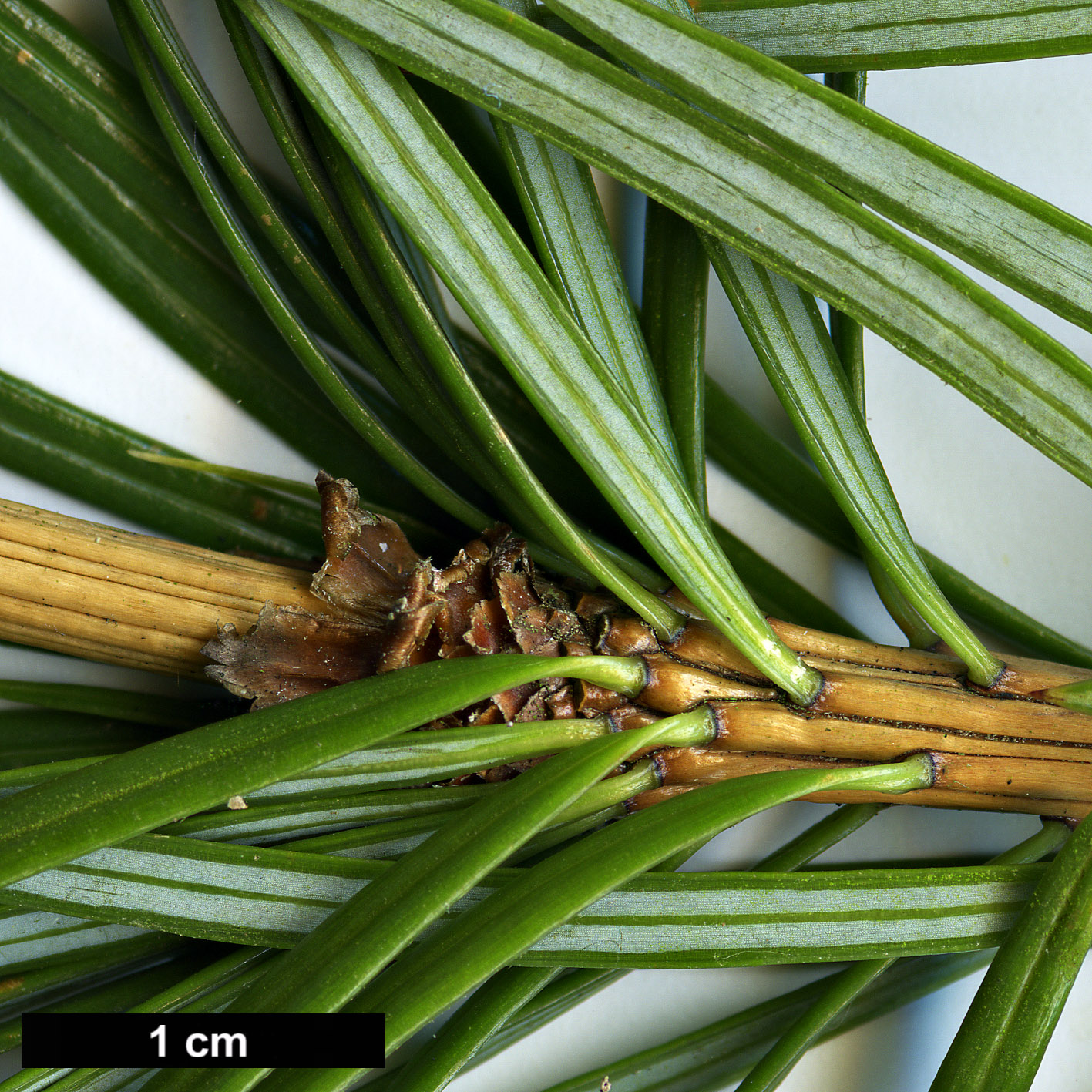 High resolution image: Family: Pinaceae - Genus: Cathaya - Taxon: argyrophylla