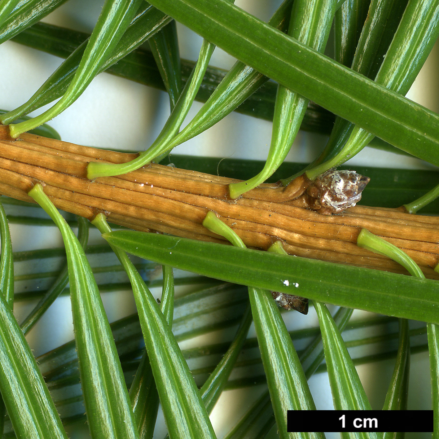 High resolution image: Family: Pinaceae - Genus: Cathaya - Taxon: argyrophylla