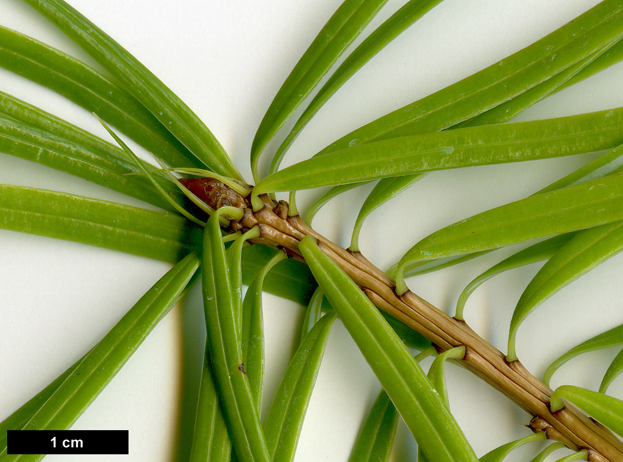 High resolution image: Family: Pinaceae - Genus: Cathaya - Taxon: argyrophylla