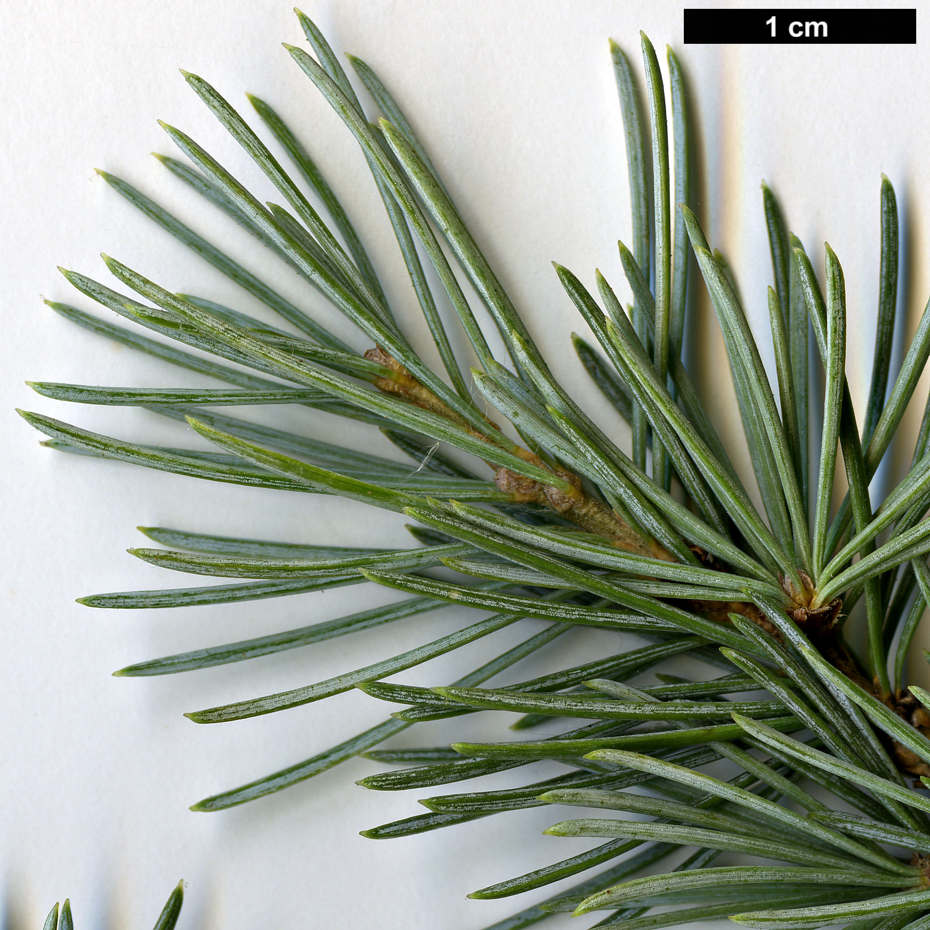 High resolution image: Family: Pinaceae - Genus: Cedrus - Taxon: atlantica