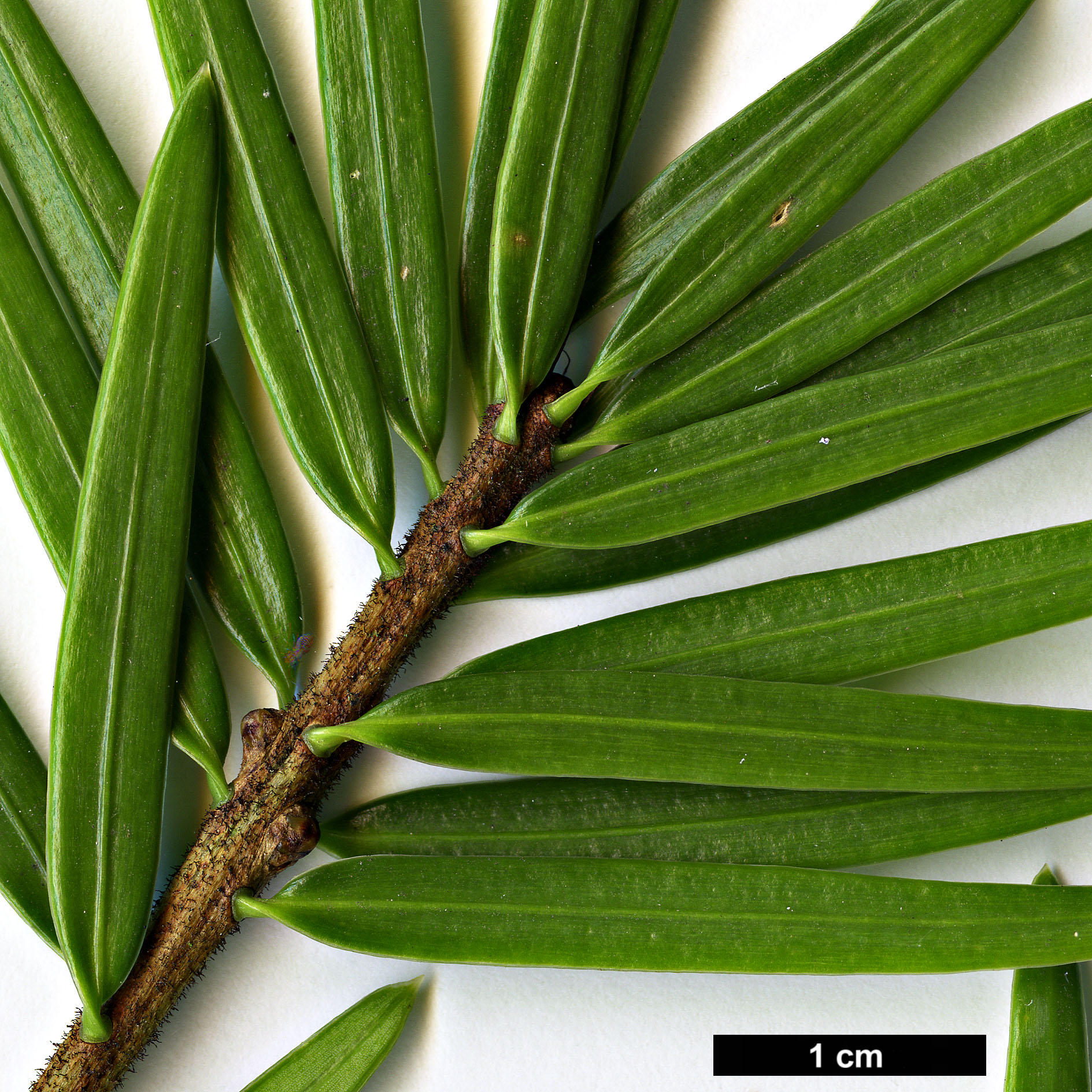 High resolution image: Family: Pinaceae - Genus: Keteleeria - Taxon: davidiana