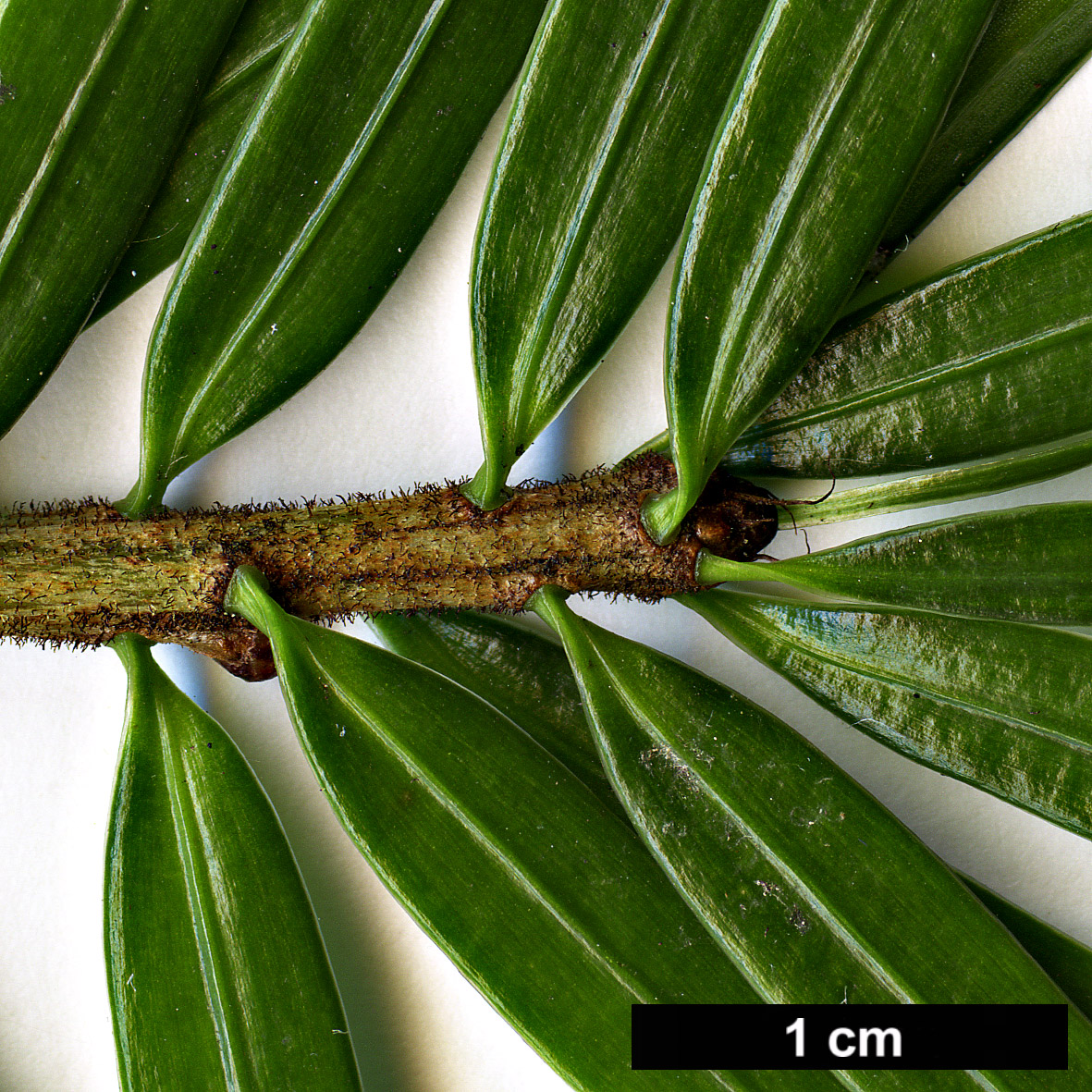 High resolution image: Family: Pinaceae - Genus: Keteleeria - Taxon: davidiana