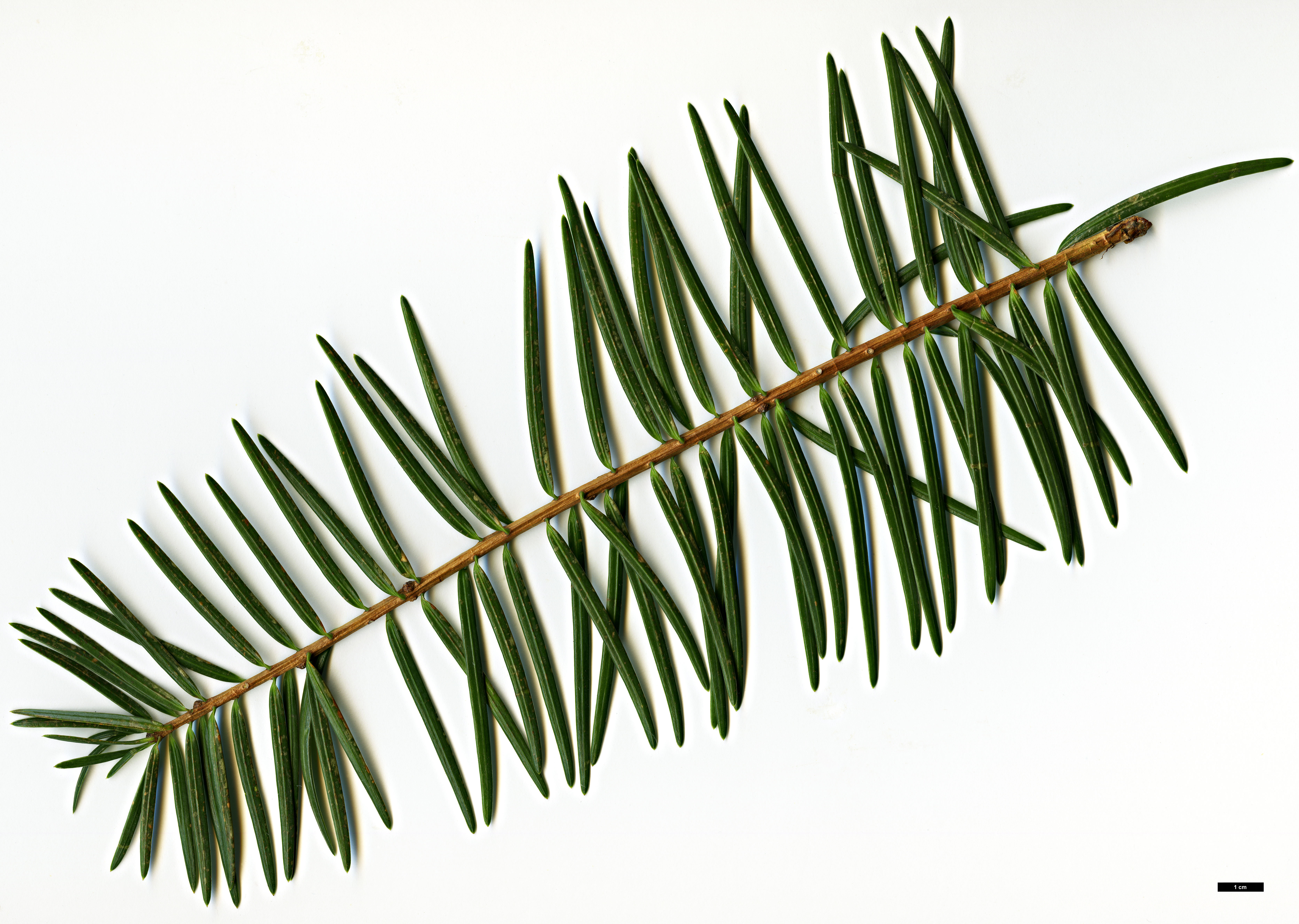 High resolution image: Family: Pinaceae - Genus: Keteleeria - Taxon: evelyniana