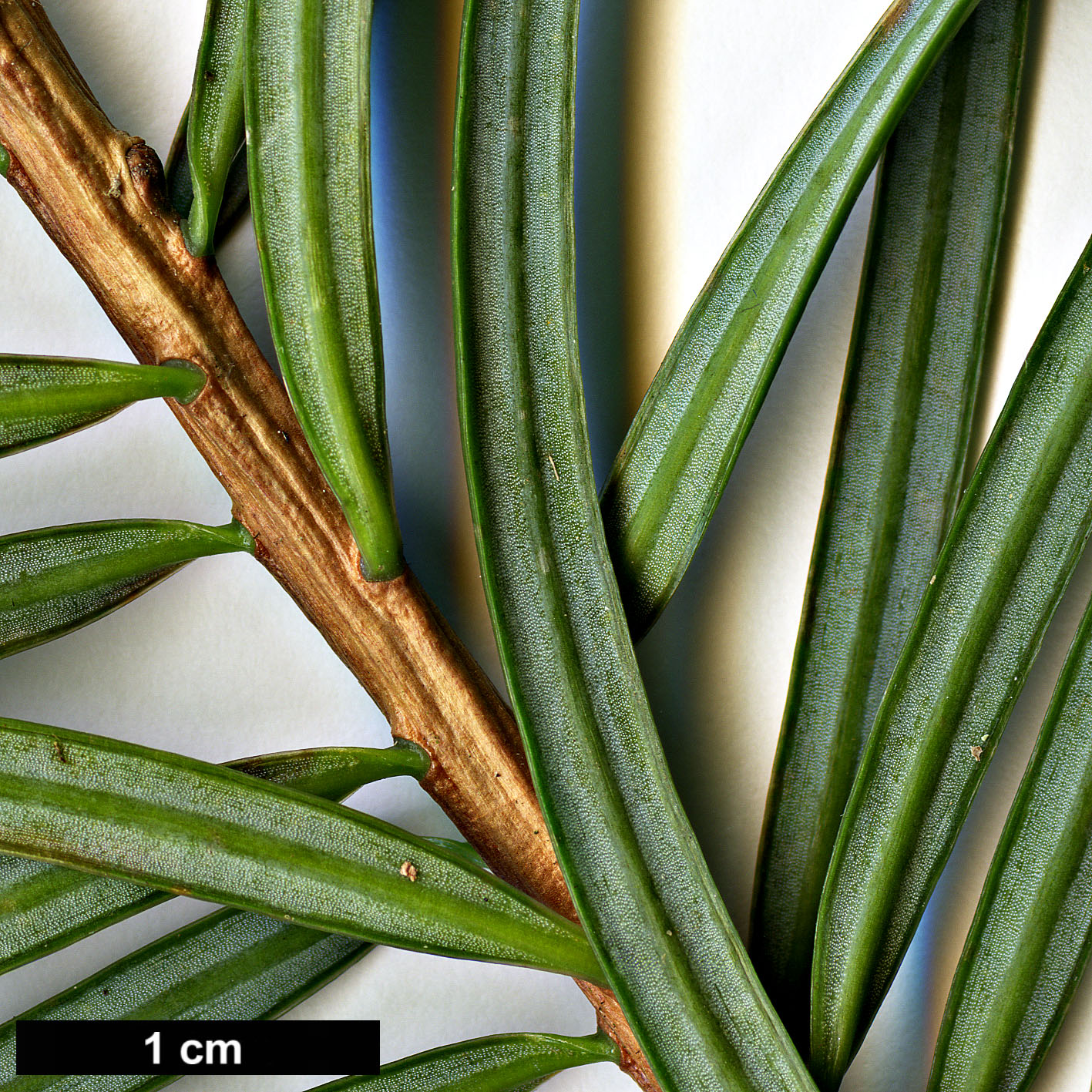 High resolution image: Family: Pinaceae - Genus: Keteleeria - Taxon: evelyniana