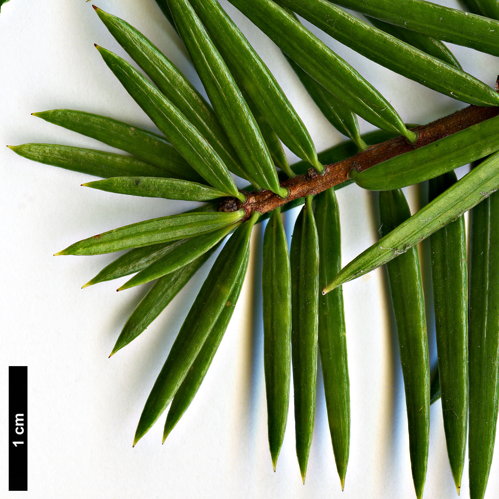 High resolution image: Family: Pinaceae - Genus: Keteleeria - Taxon: fortunei