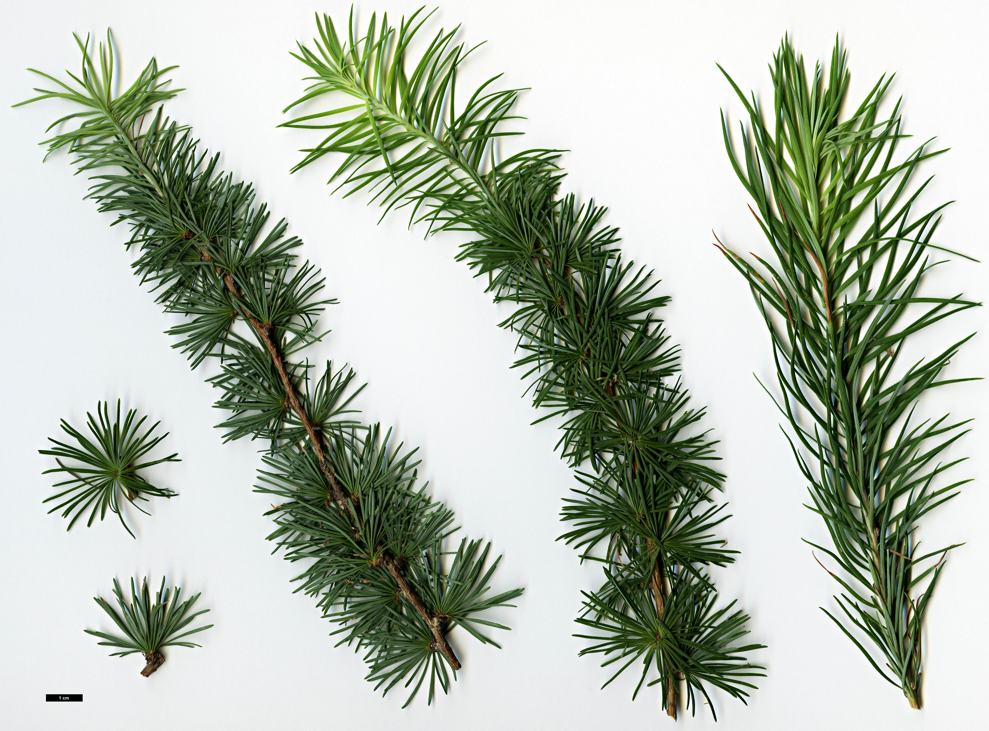 High resolution image: Family: Pinaceae - Genus: Larix - Taxon: cajanderi