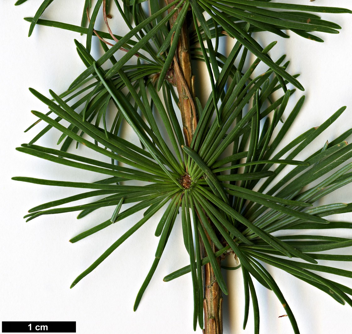 High resolution image: Family: Pinaceae - Genus: Larix - Taxon: cajanderi