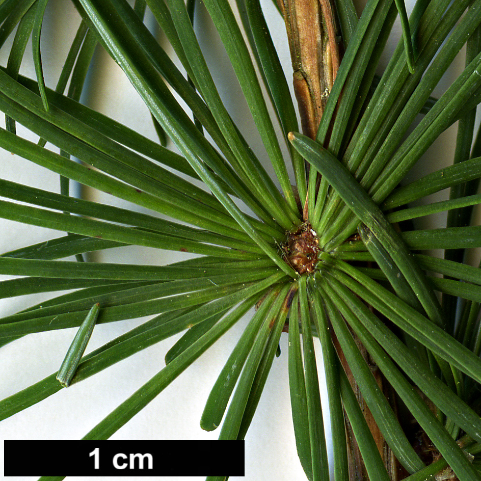 High resolution image: Family: Pinaceae - Genus: Larix - Taxon: cajanderi