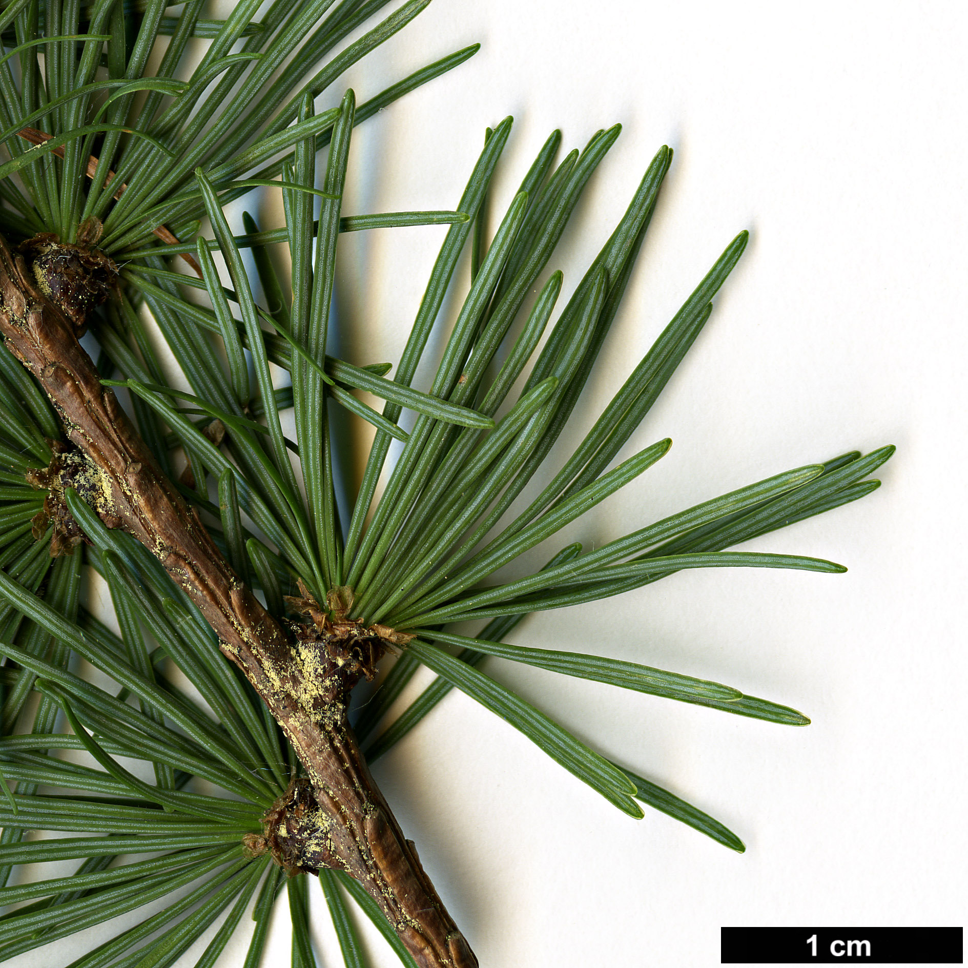 High resolution image: Family: Pinaceae - Genus: Larix - Taxon: cajanderi