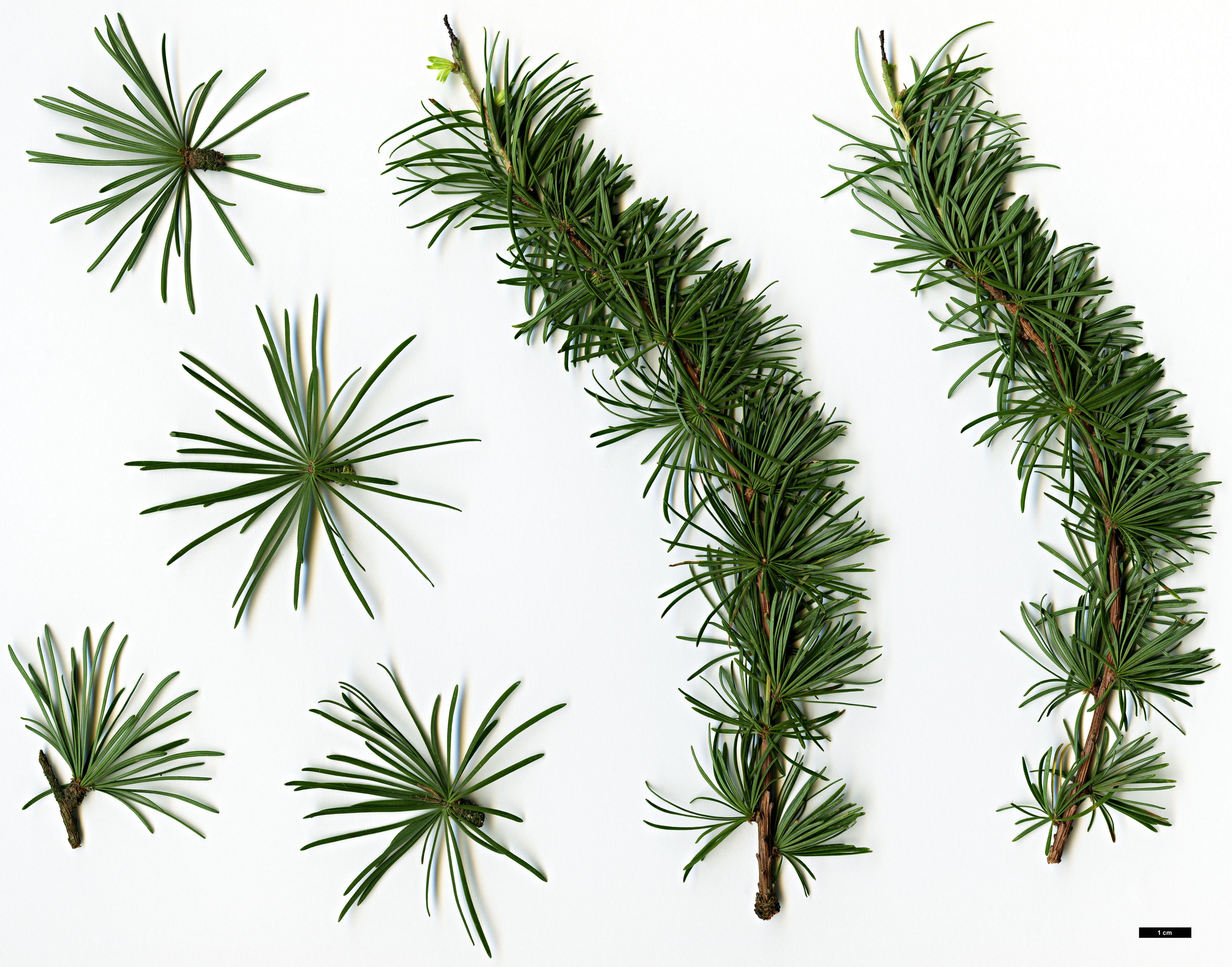 High resolution image: Family: Pinaceae - Genus: Larix - Taxon: cajanderi