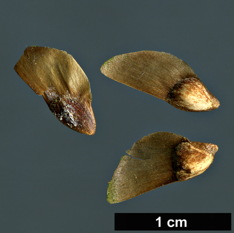 High resolution image: Family: Pinaceae - Genus: Larix - Taxon: decidua