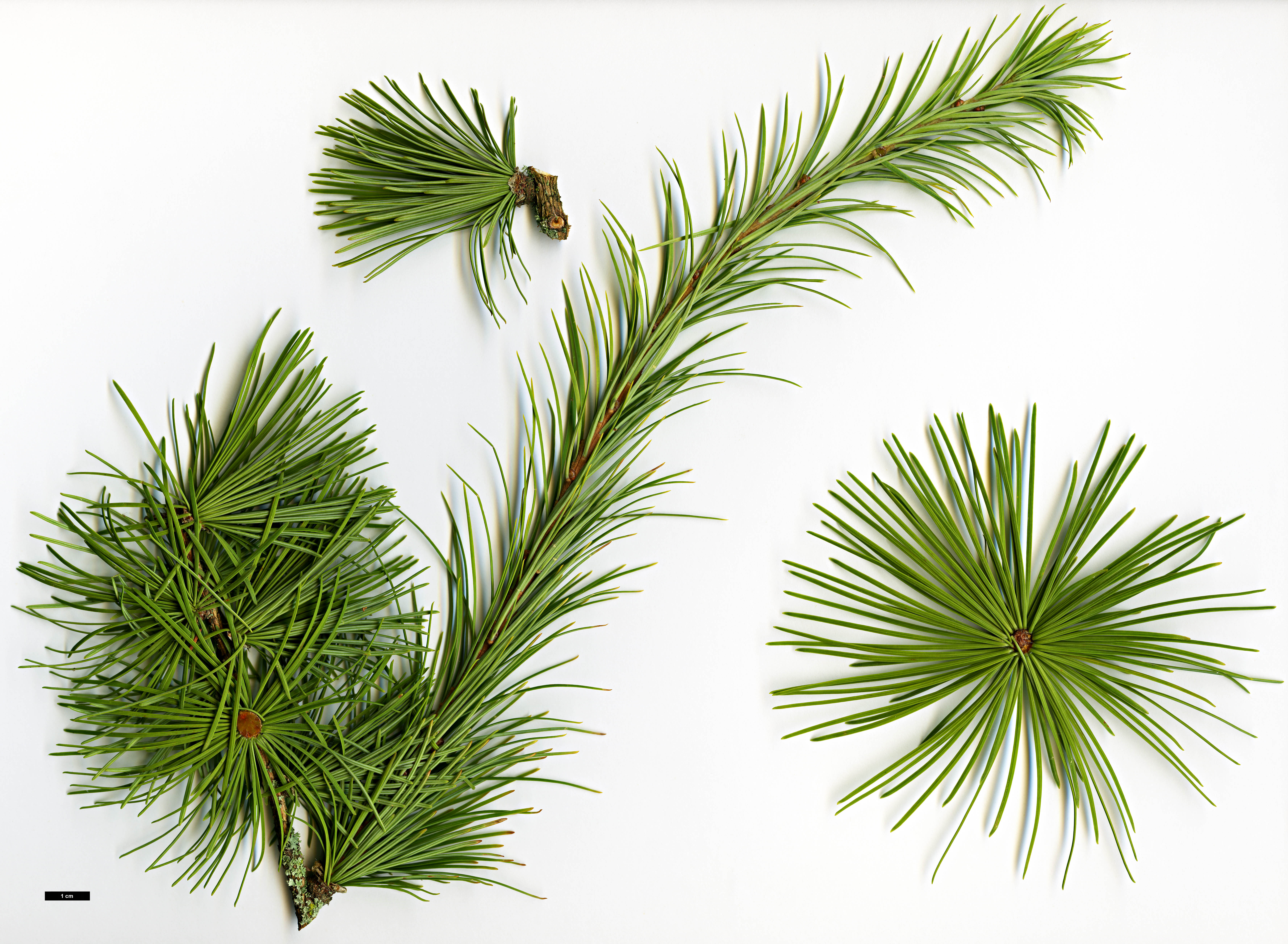 High resolution image: Family: Pinaceae - Genus: Larix - Taxon: griffithii