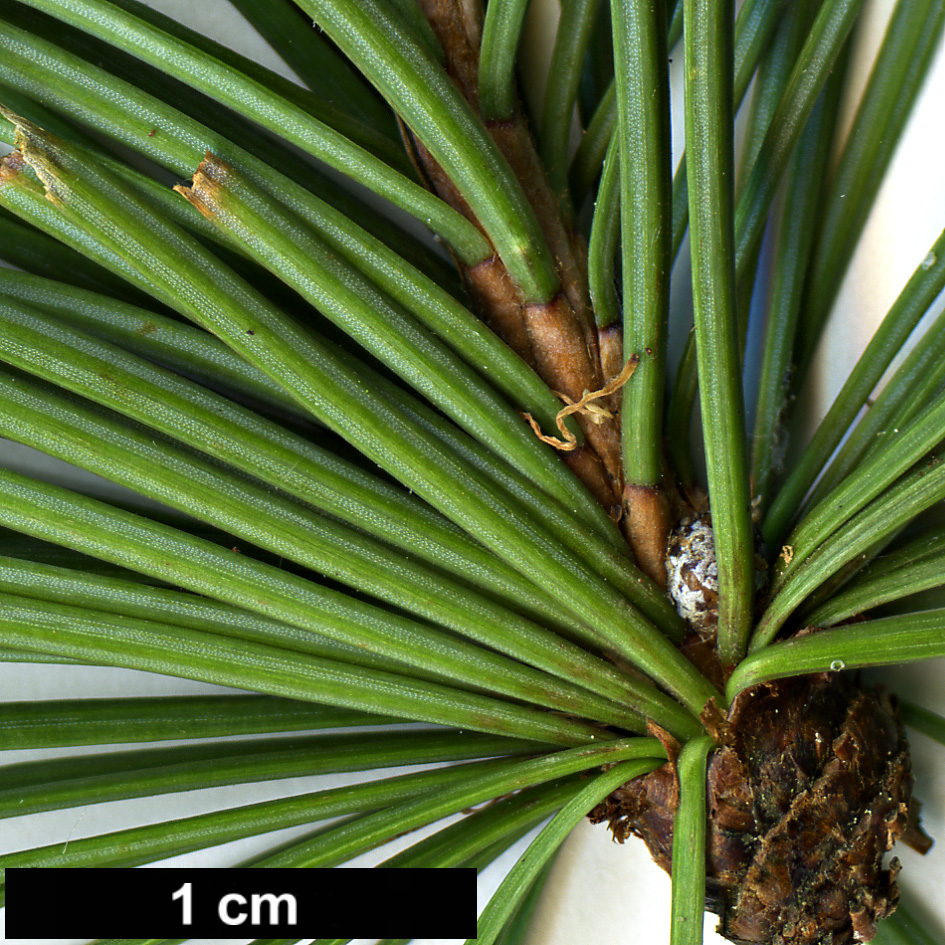 High resolution image: Family: Pinaceae - Genus: Larix - Taxon: kaempferi