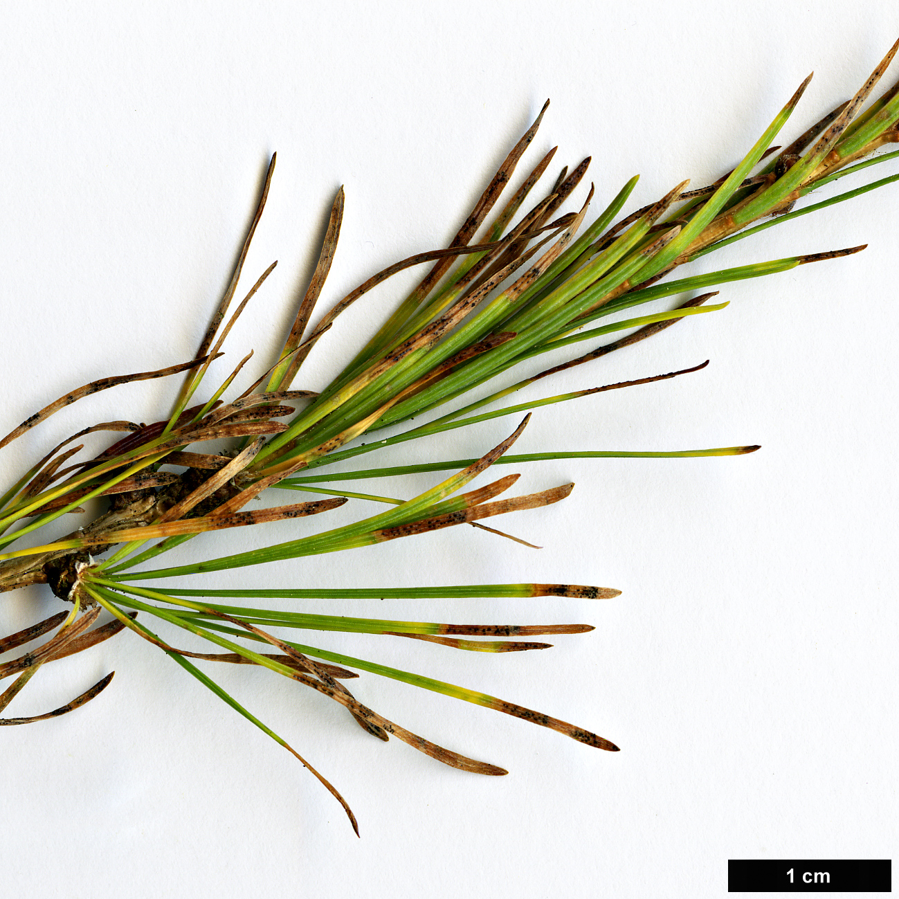 High resolution image: Family: Pinaceae - Genus: Larix - Taxon: sibirica