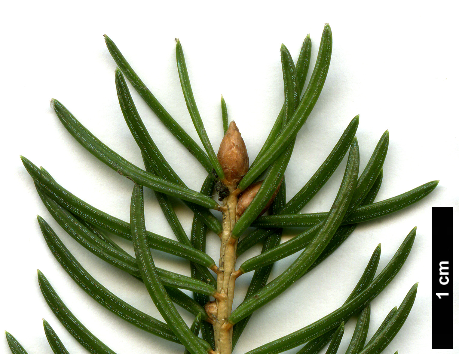 High resolution image: Family: Pinaceae - Genus: Picea - Taxon: abies