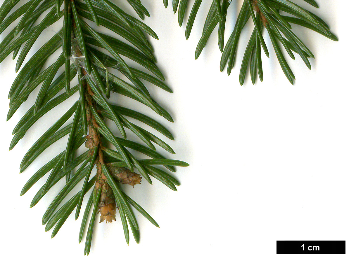 High resolution image: Family: Pinaceae - Genus: Picea - Taxon: abies