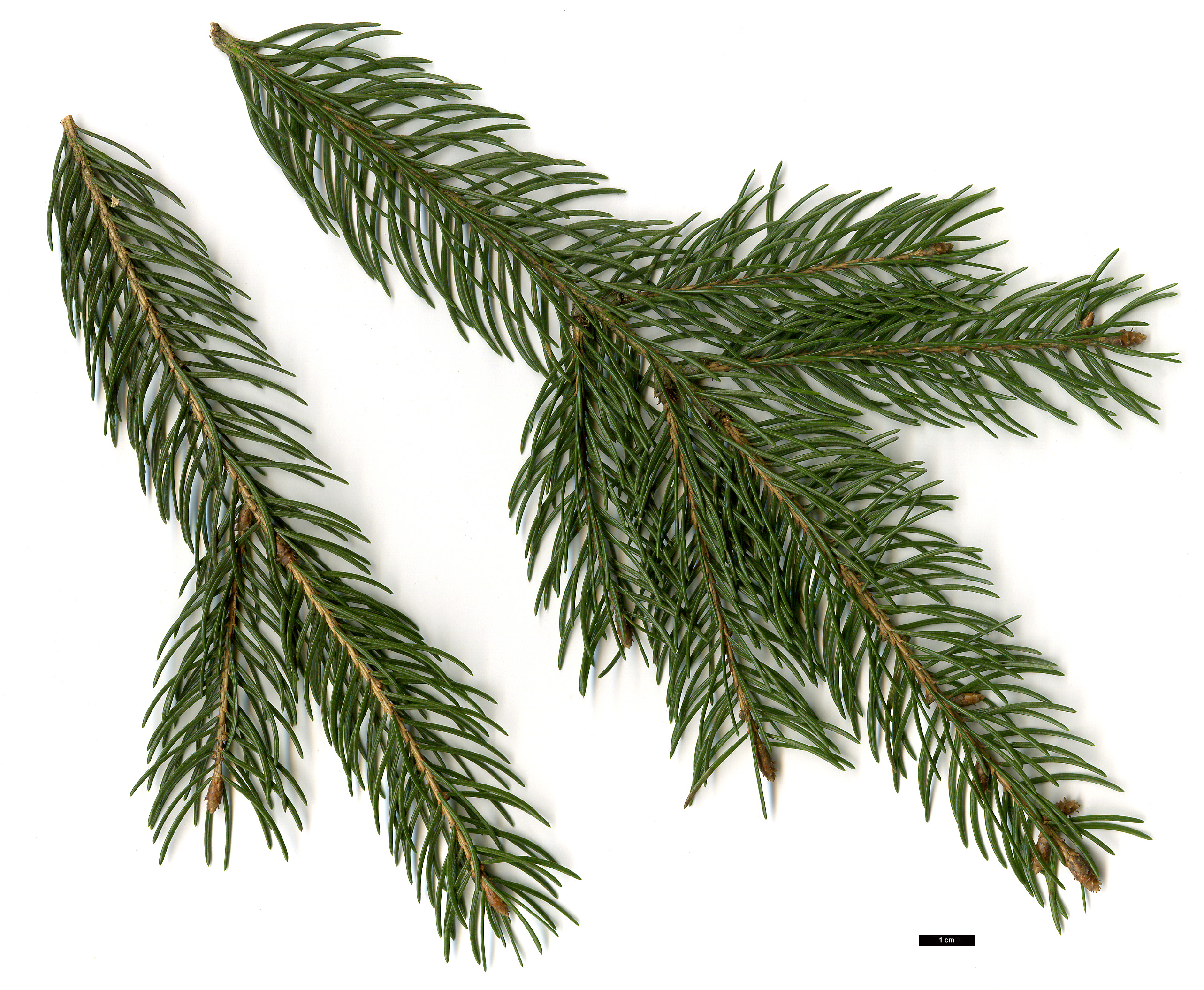 High resolution image: Family: Pinaceae - Genus: Picea - Taxon: abies