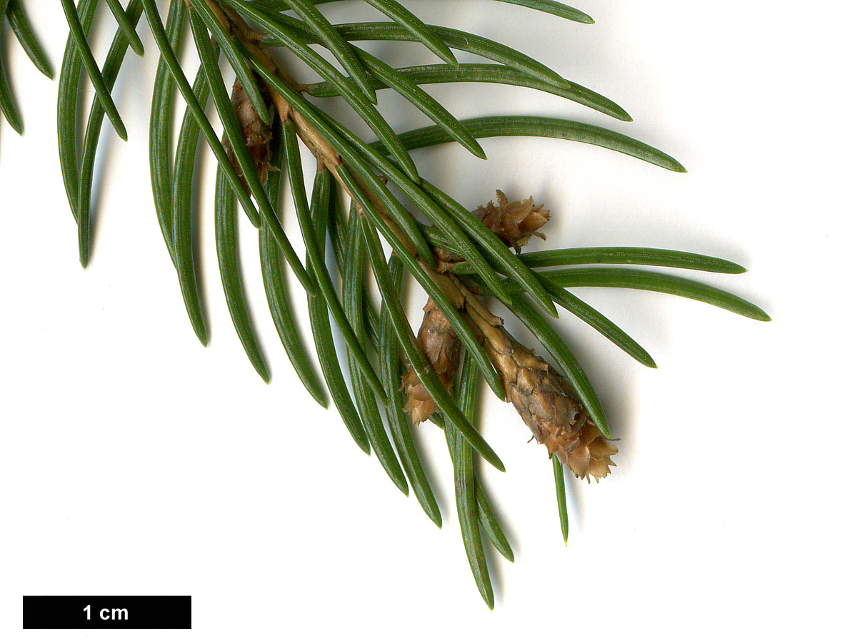 High resolution image: Family: Pinaceae - Genus: Picea - Taxon: abies