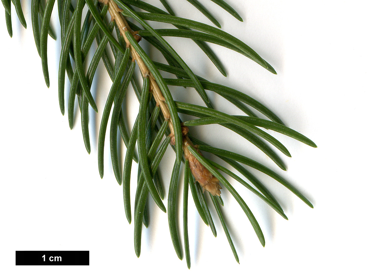 High resolution image: Family: Pinaceae - Genus: Picea - Taxon: abies