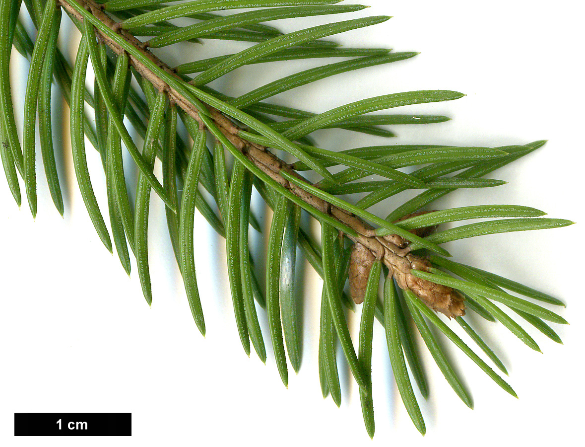 High resolution image: Family: Pinaceae - Genus: Picea - Taxon: abies