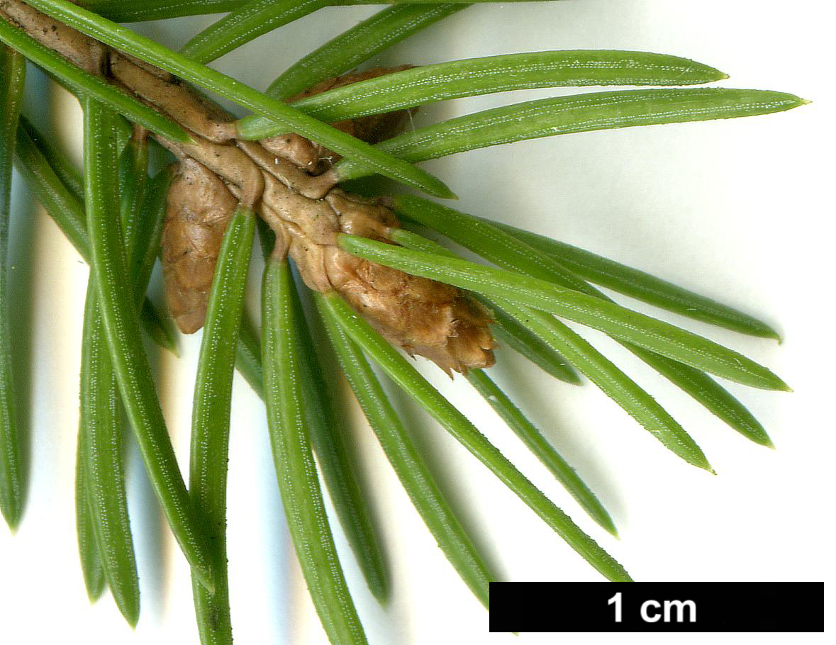 High resolution image: Family: Pinaceae - Genus: Picea - Taxon: abies