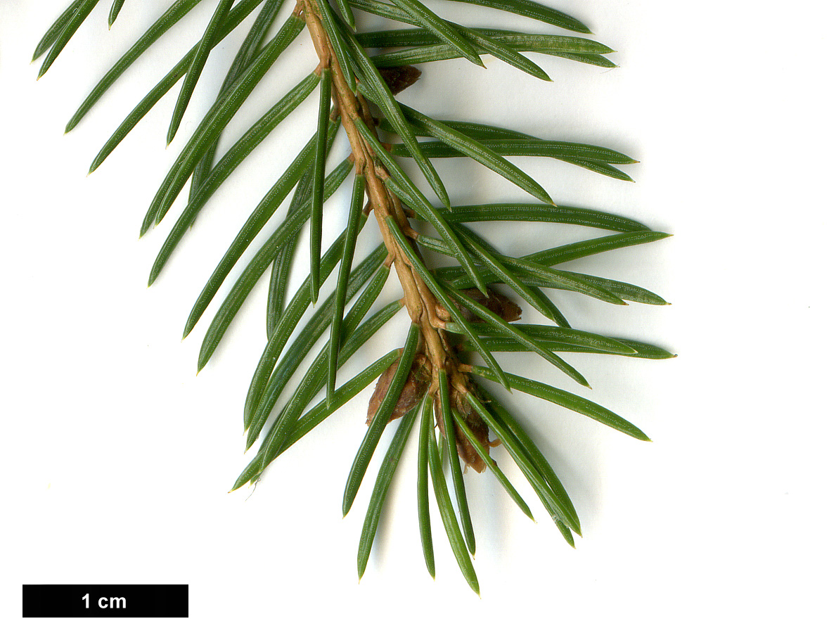 High resolution image: Family: Pinaceae - Genus: Picea - Taxon: abies