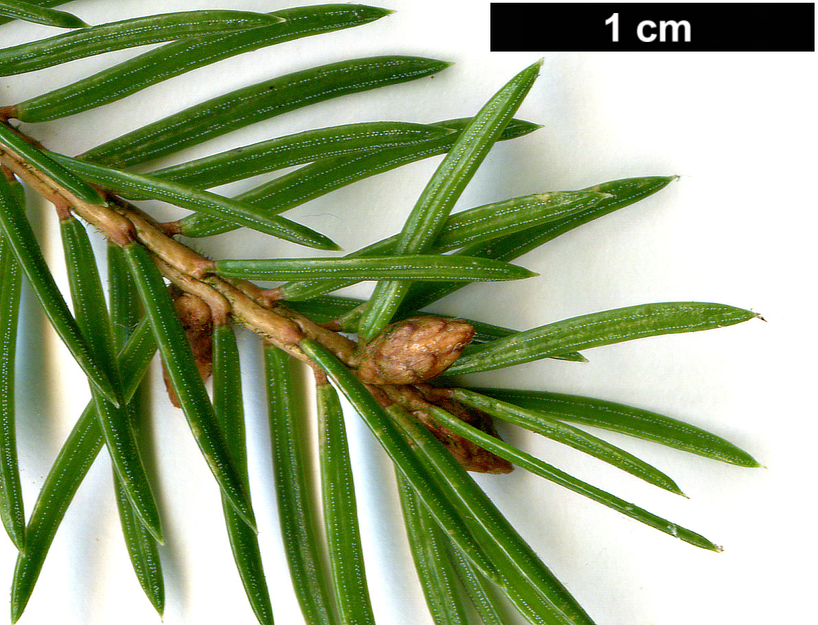 High resolution image: Family: Pinaceae - Genus: Picea - Taxon: abies