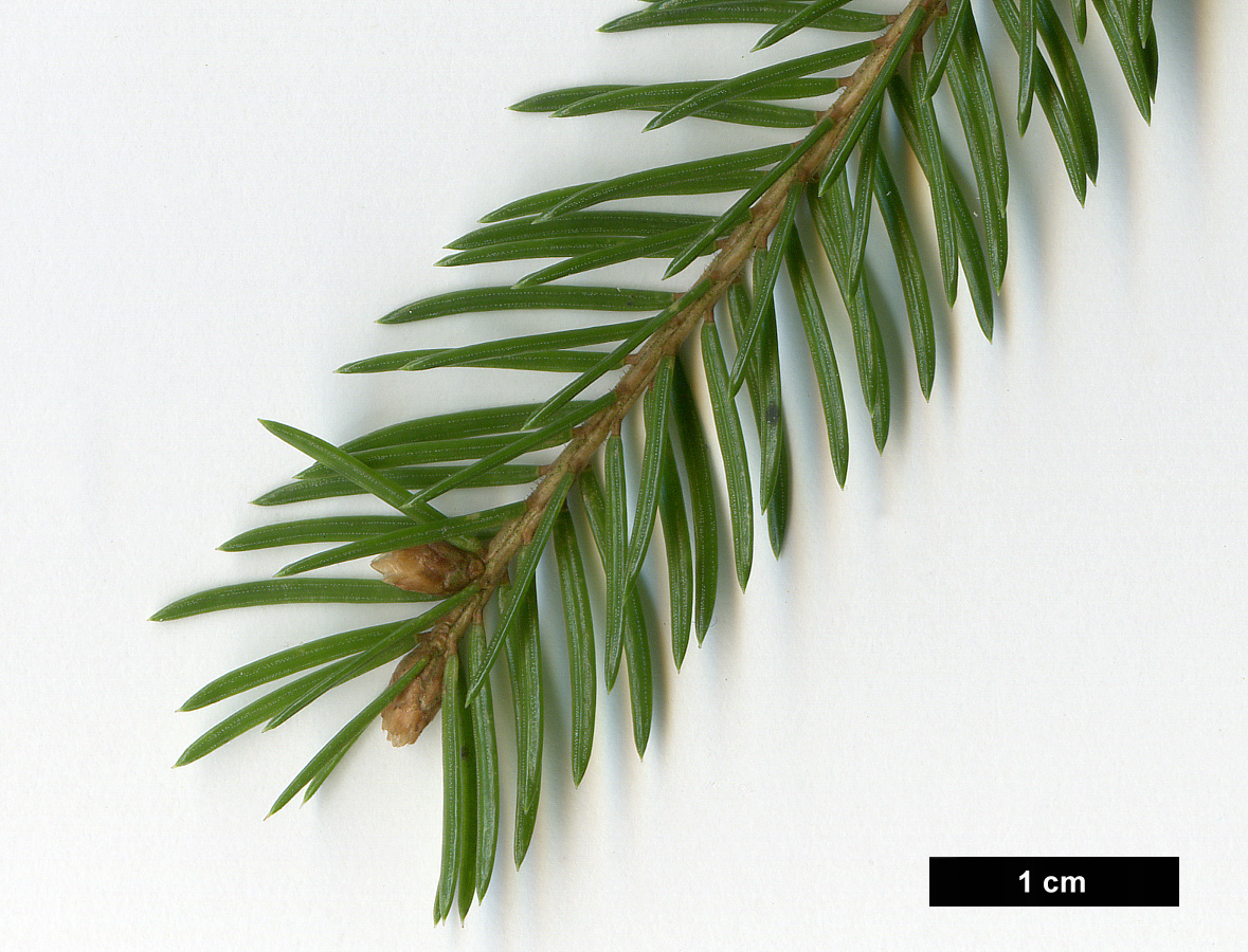 High resolution image: Family: Pinaceae - Genus: Picea - Taxon: abies