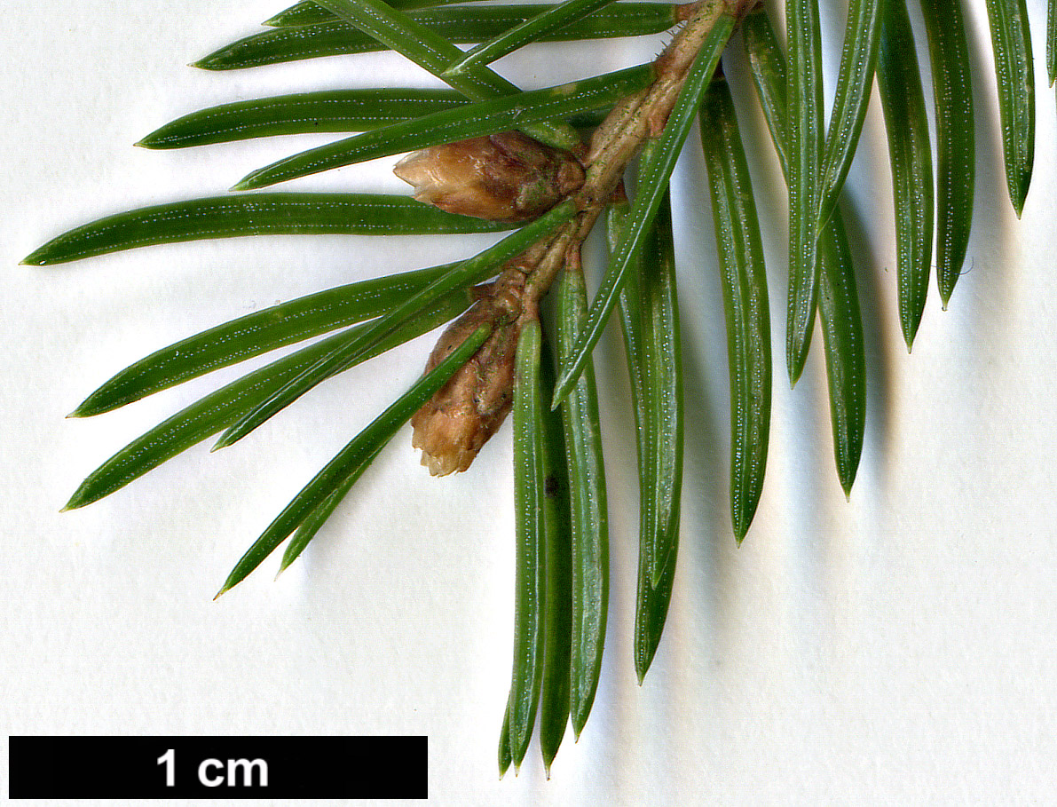 High resolution image: Family: Pinaceae - Genus: Picea - Taxon: abies