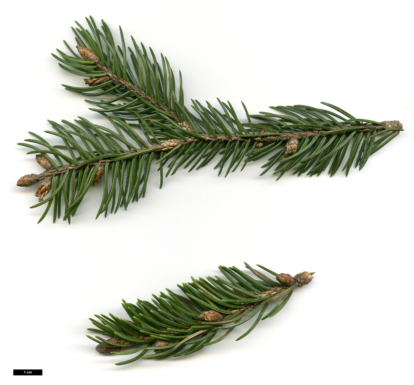 High resolution image: Family: Pinaceae - Genus: Picea - Taxon: alcoquiana