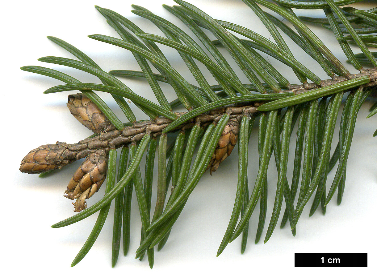 High resolution image: Family: Pinaceae - Genus: Picea - Taxon: alcoquiana