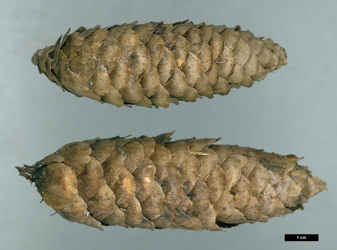 High resolution image: Family: Pinaceae - Genus: Picea - Taxon: alcoquiana